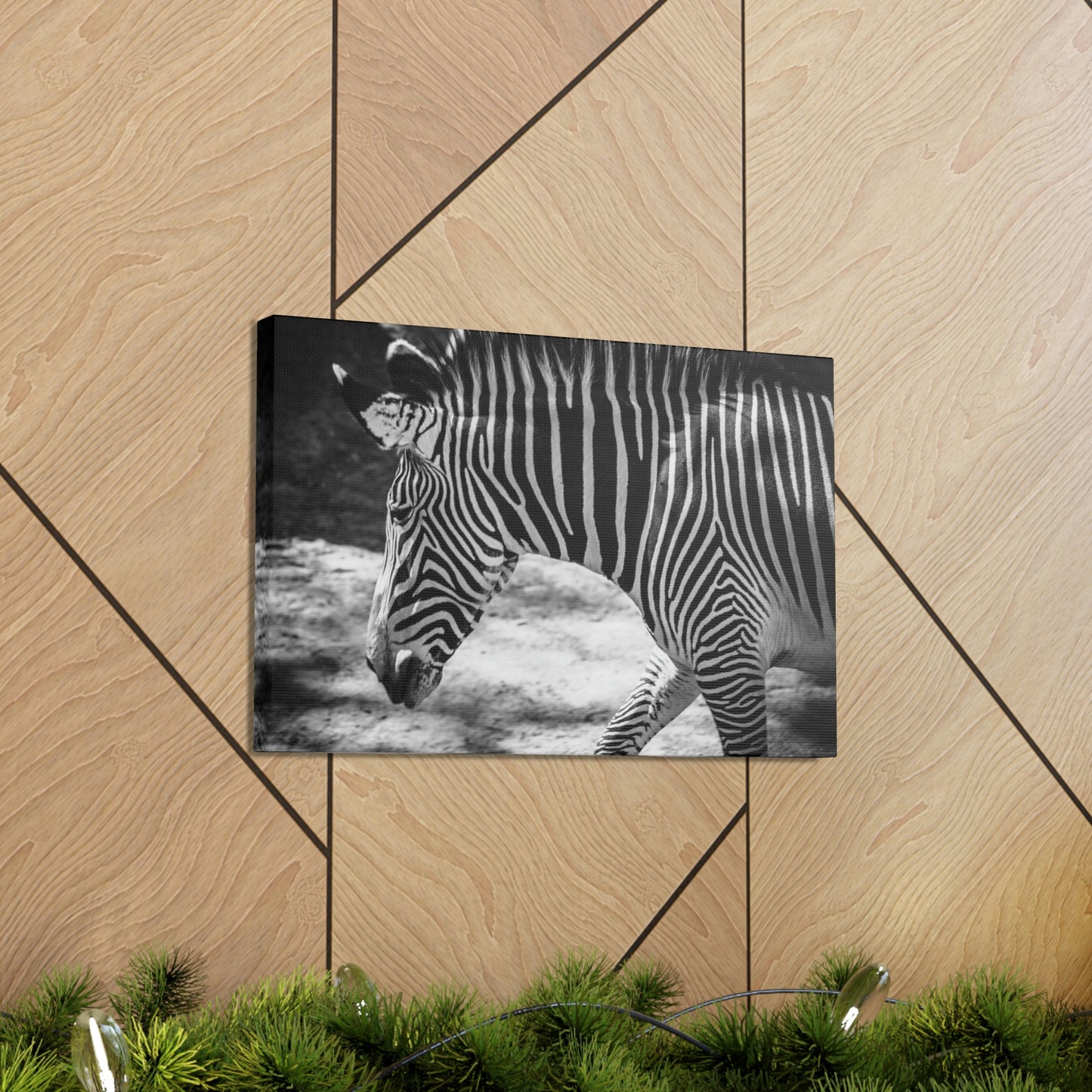 Zebra Bowing Canvas