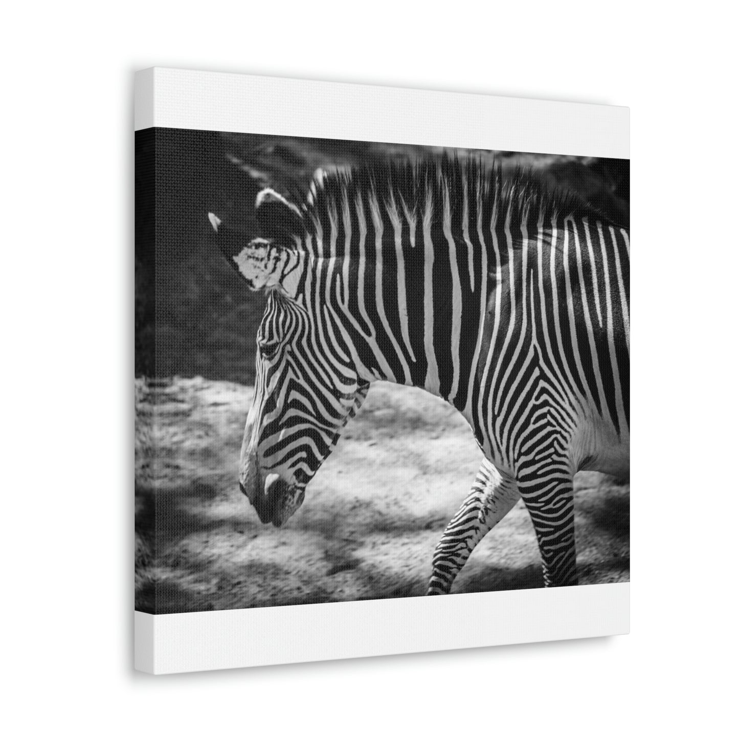 Zebra Bowing Canvas