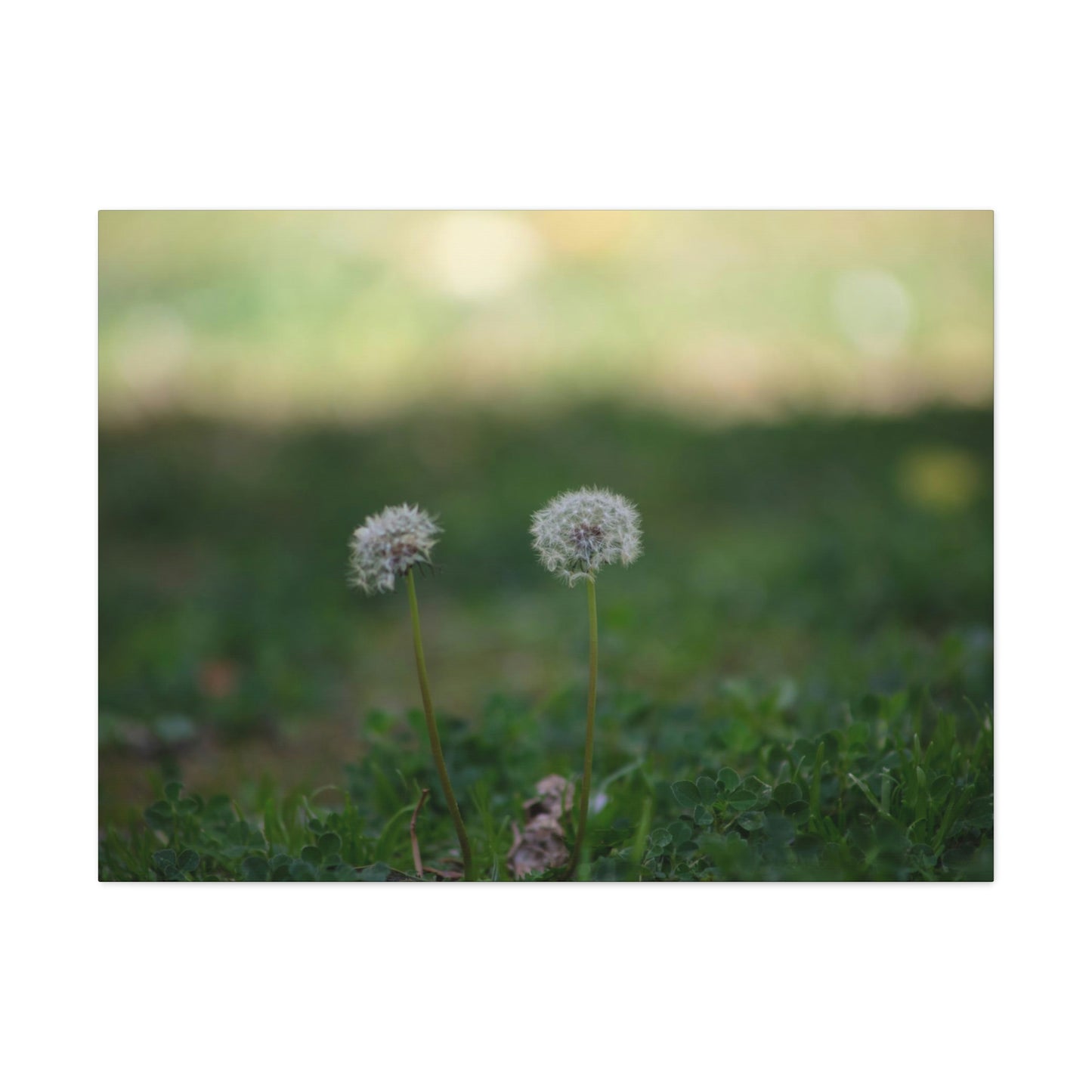 Dandelions Opposing Part 2 Canvas