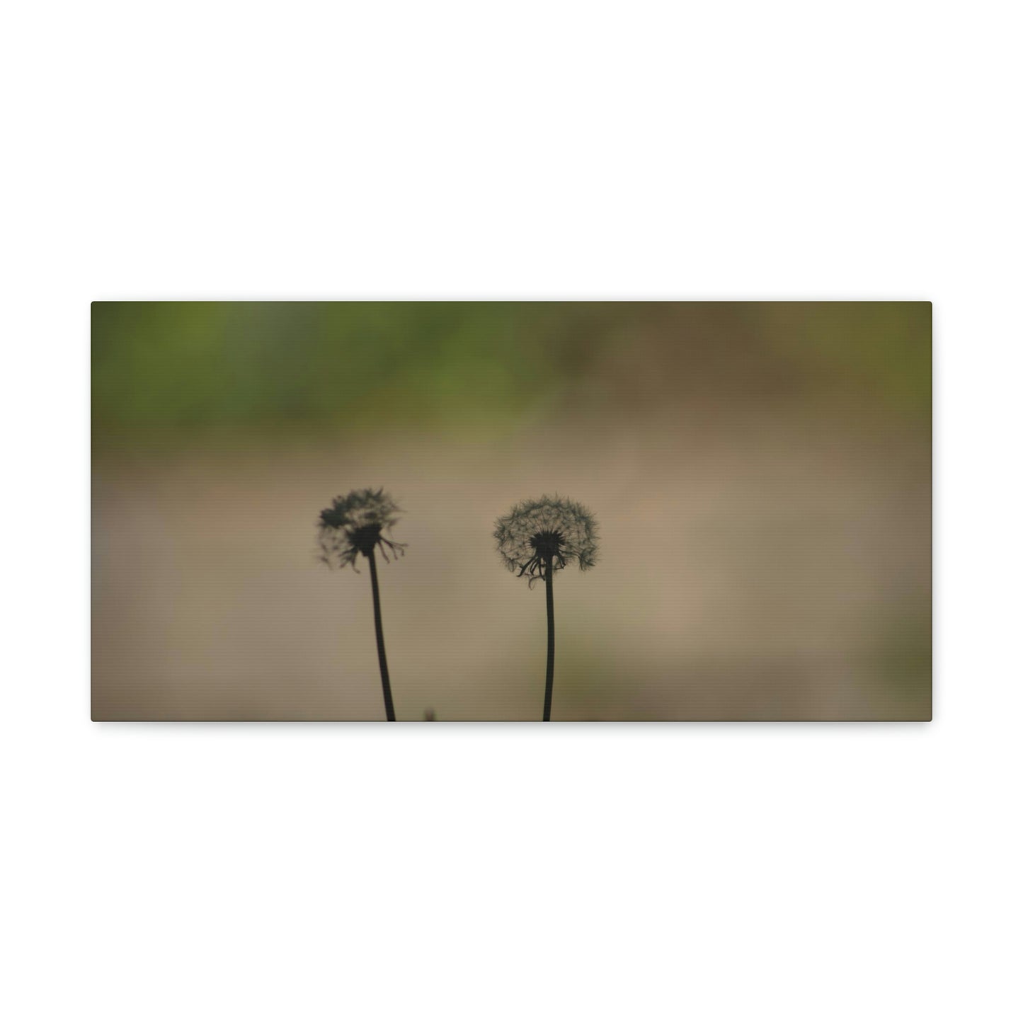 Dandelions Opposing Part 1 Canvas