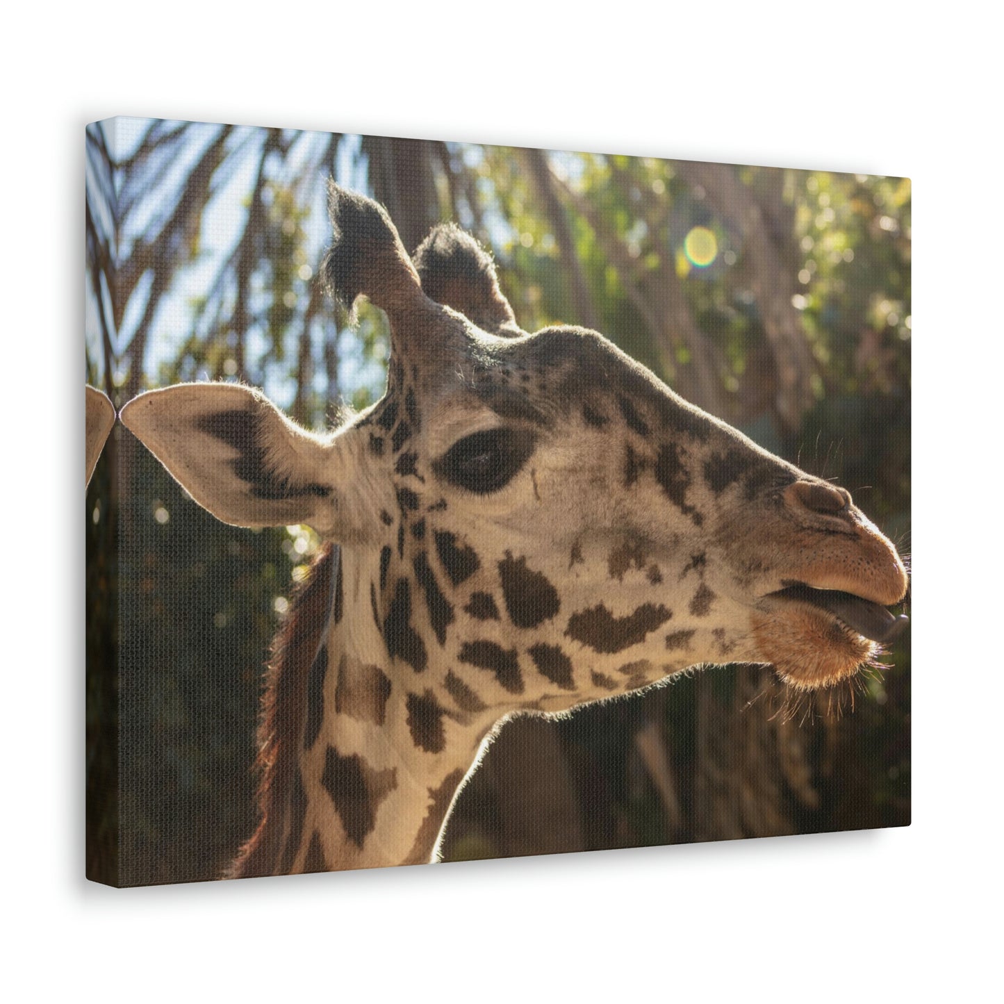 Smiling Giraffe Canvas