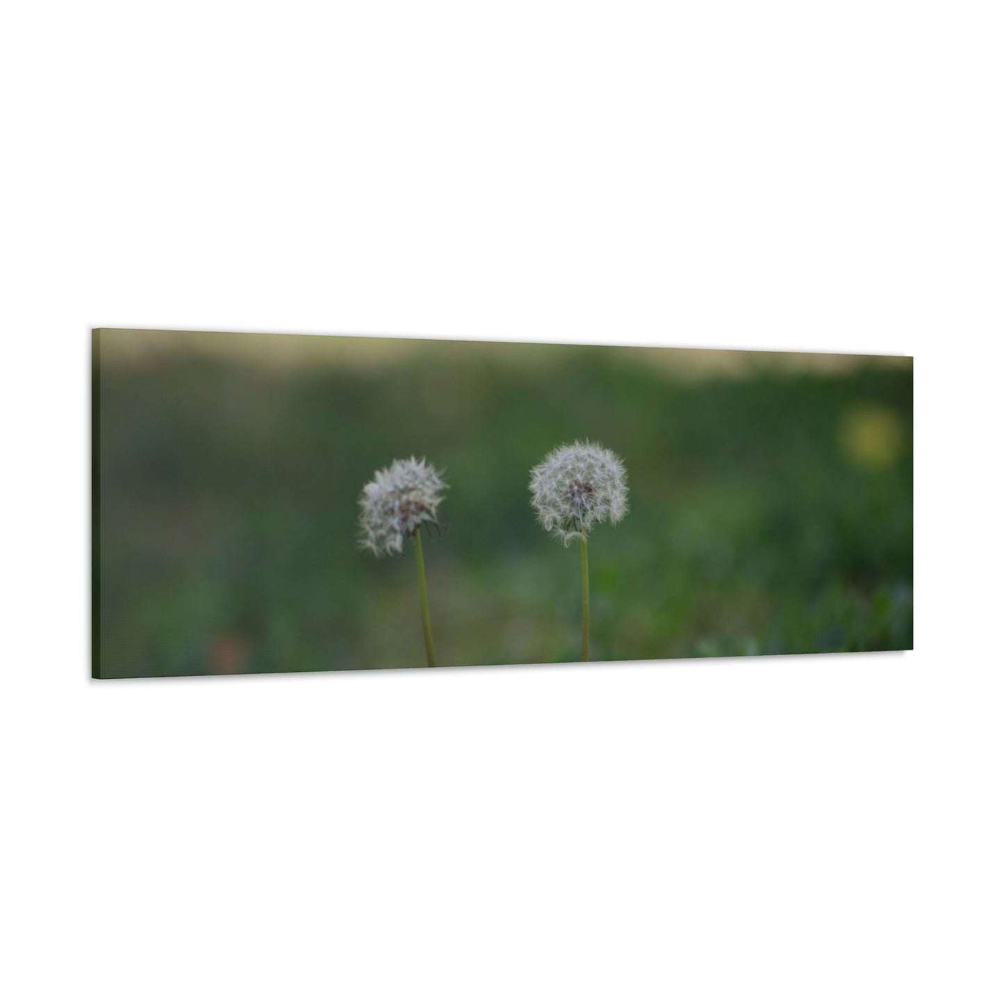 Dandelions Opposing Part 2 Canvas