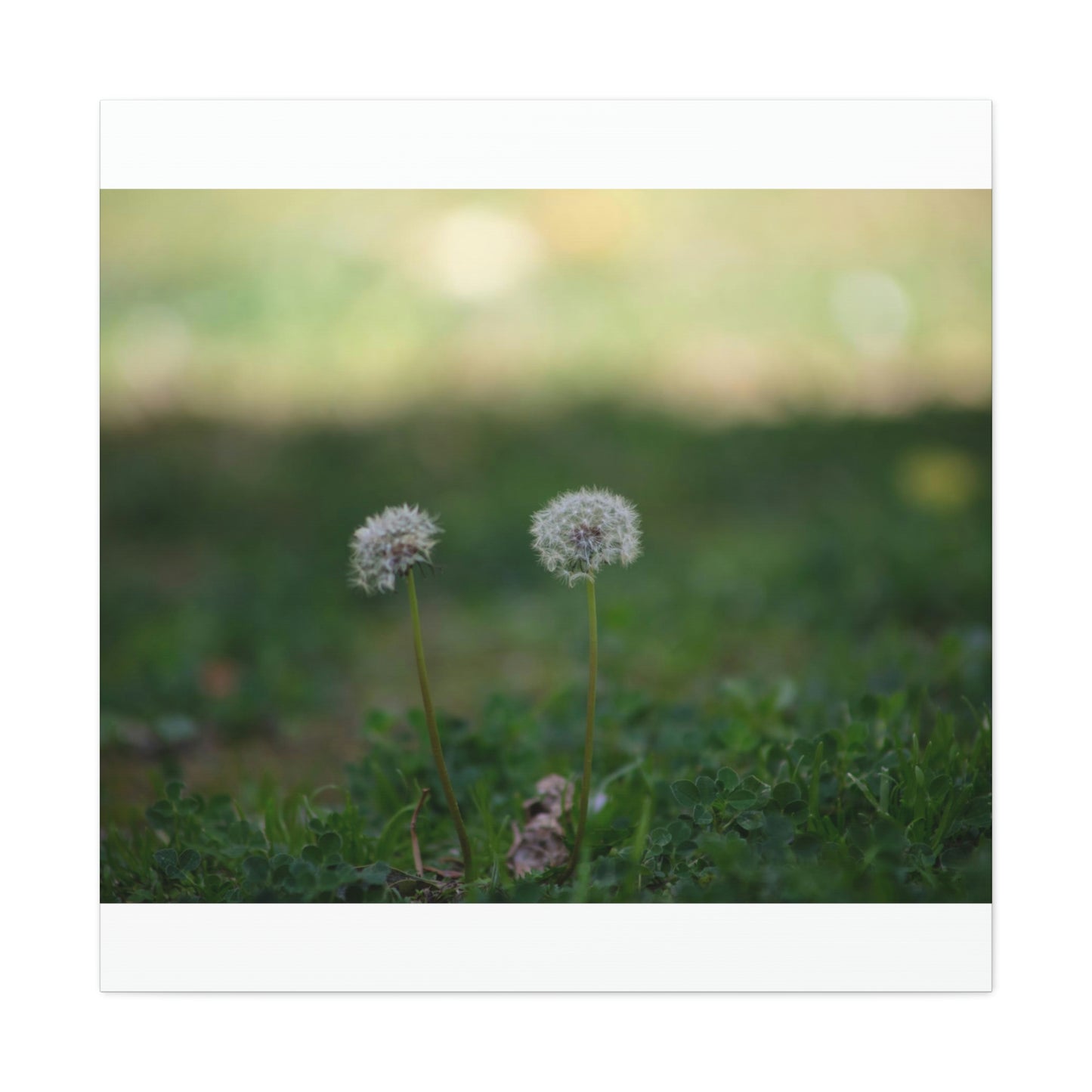 Dandelions Opposing Part 2 Canvas