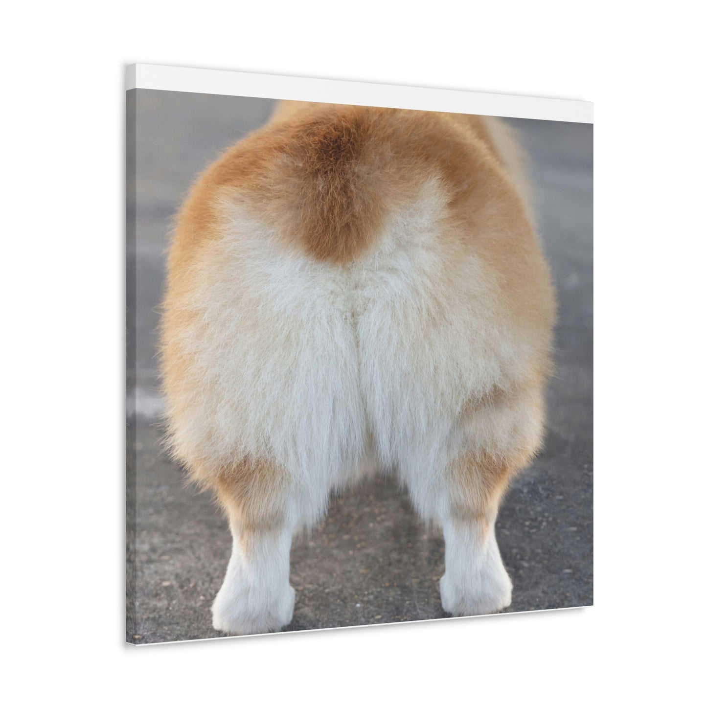 Corgi Butt Canvas