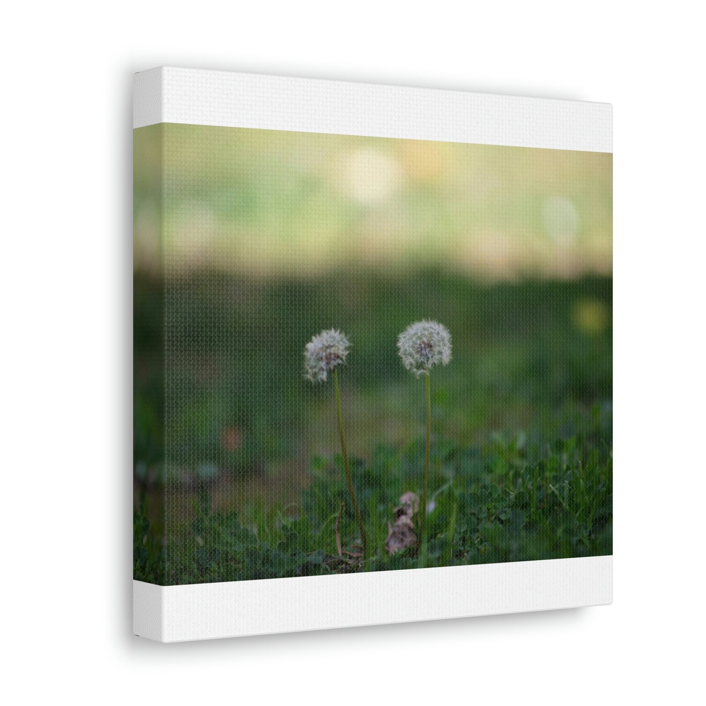 Dandelions Opposing Part 2 Canvas