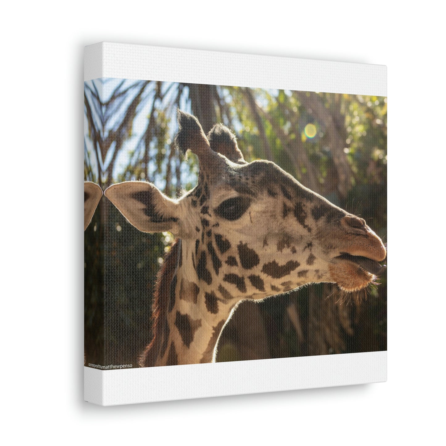 Smiling Giraffe Canvas