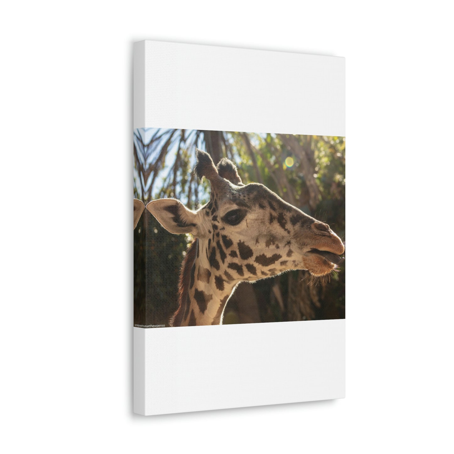 Smiling Giraffe Canvas