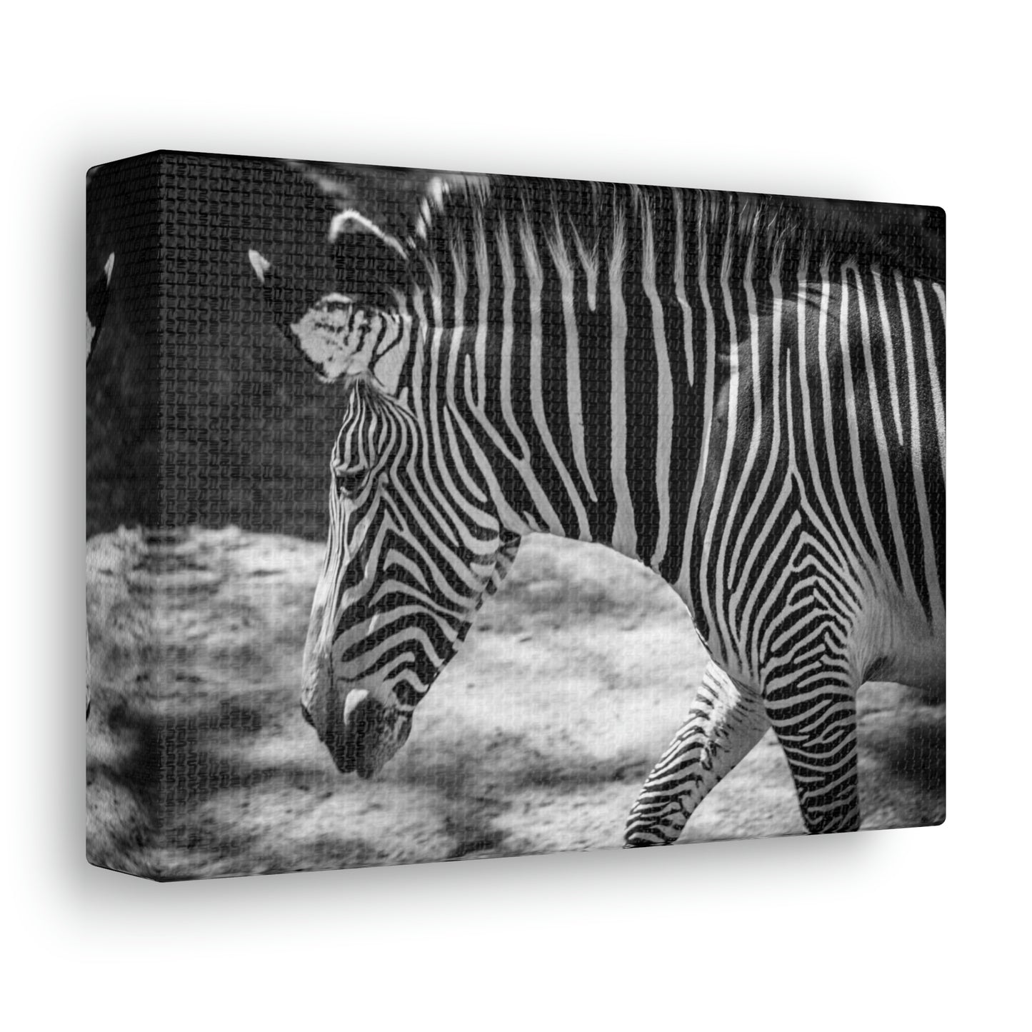 Zebra Bowing Canvas