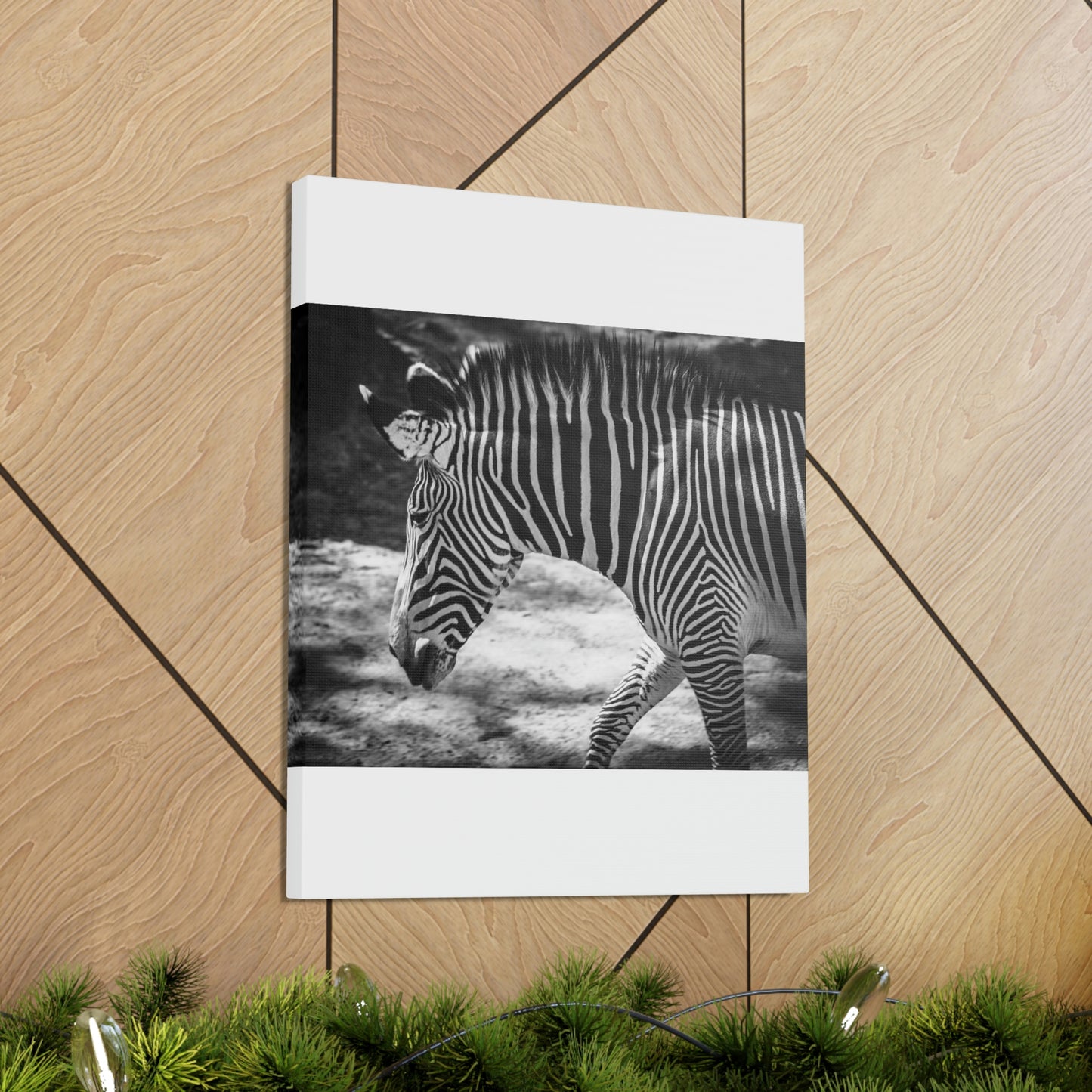 Zebra Bowing Canvas