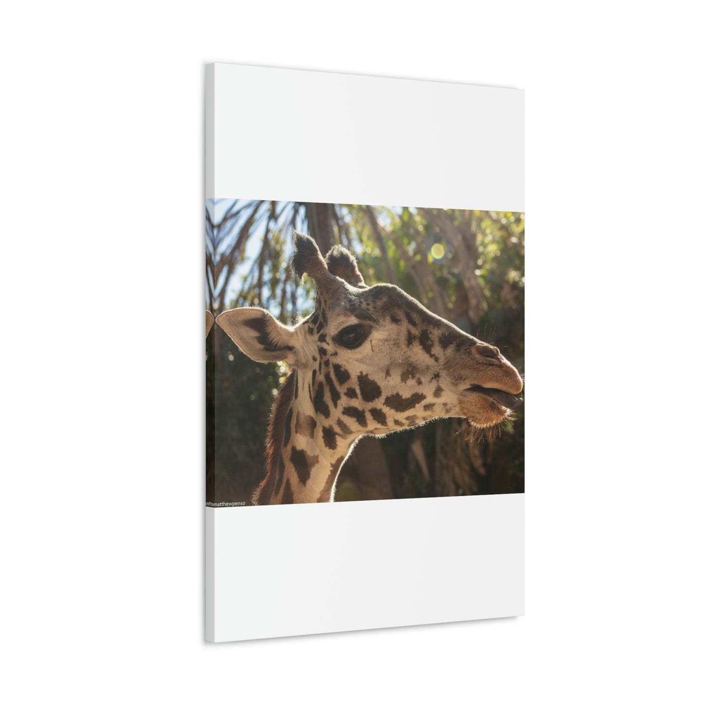 Smiling Giraffe Canvas