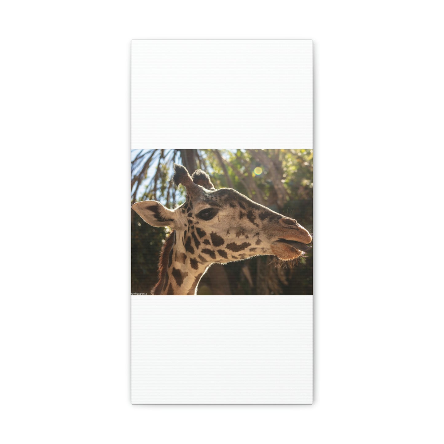 Smiling Giraffe Canvas