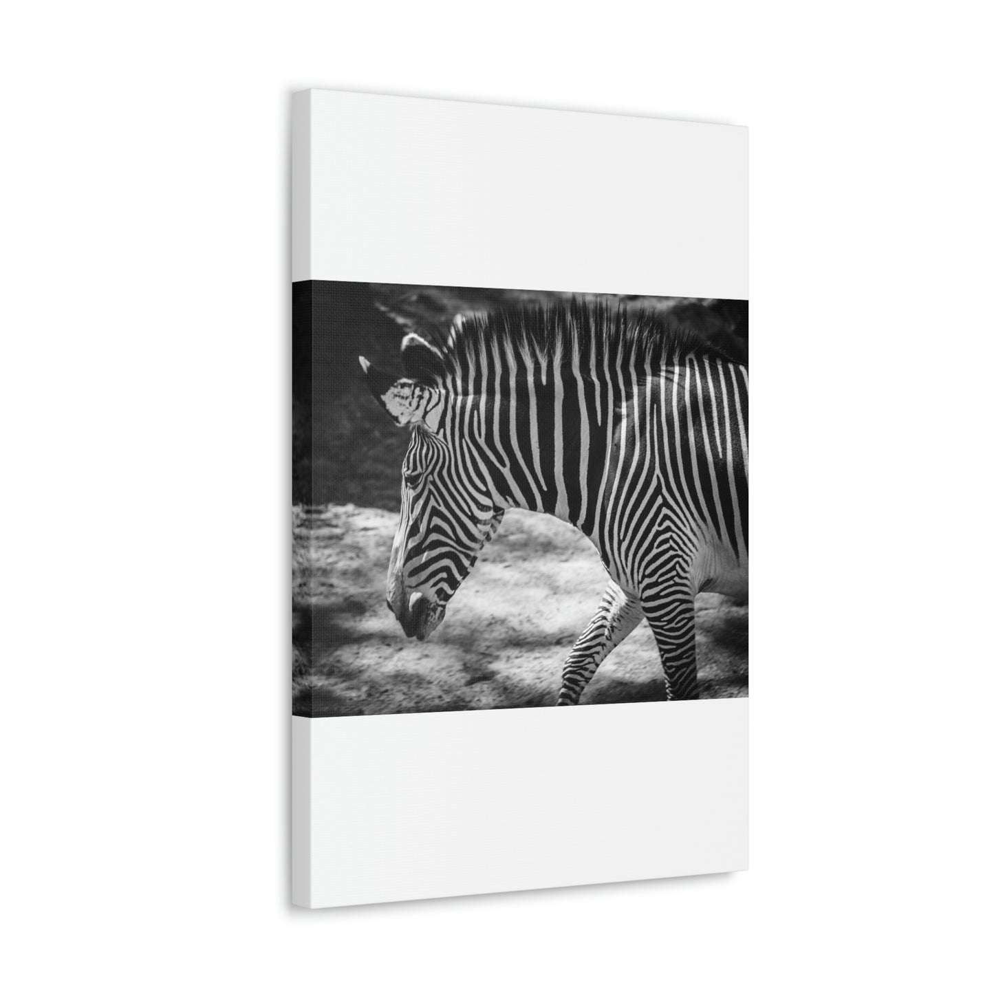 Zebra Bowing Canvas