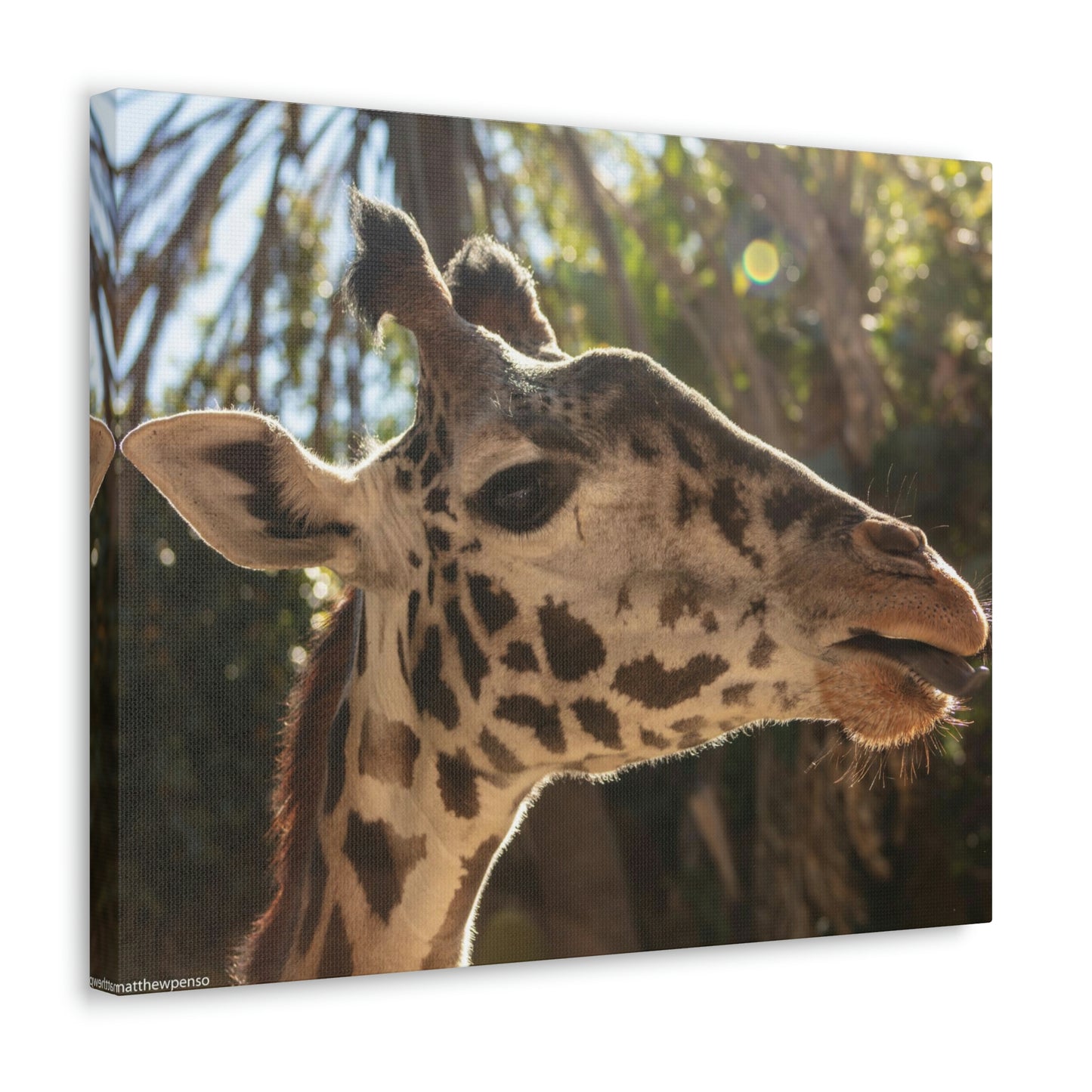 Smiling Giraffe Canvas