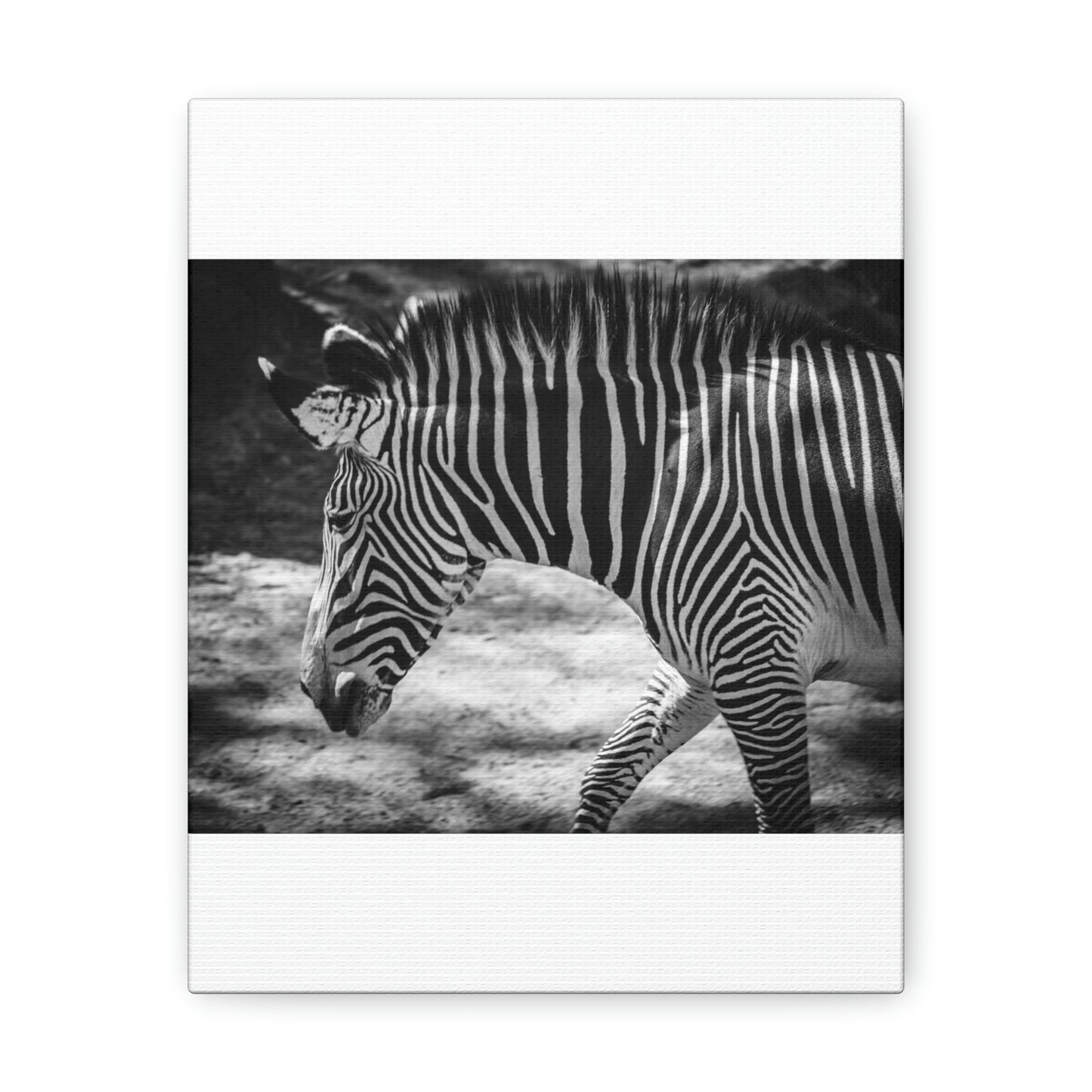 Zebra Bowing Canvas