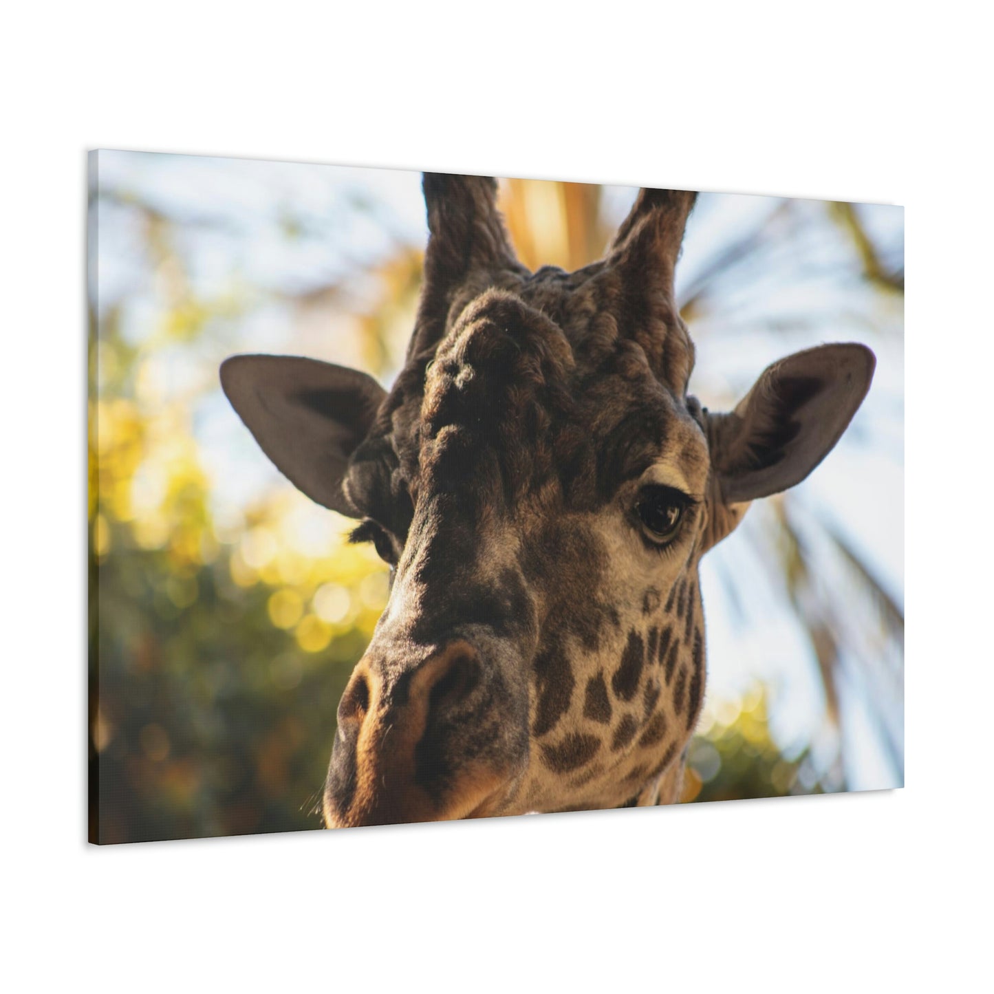 The Giraffe Says Hello Canvas