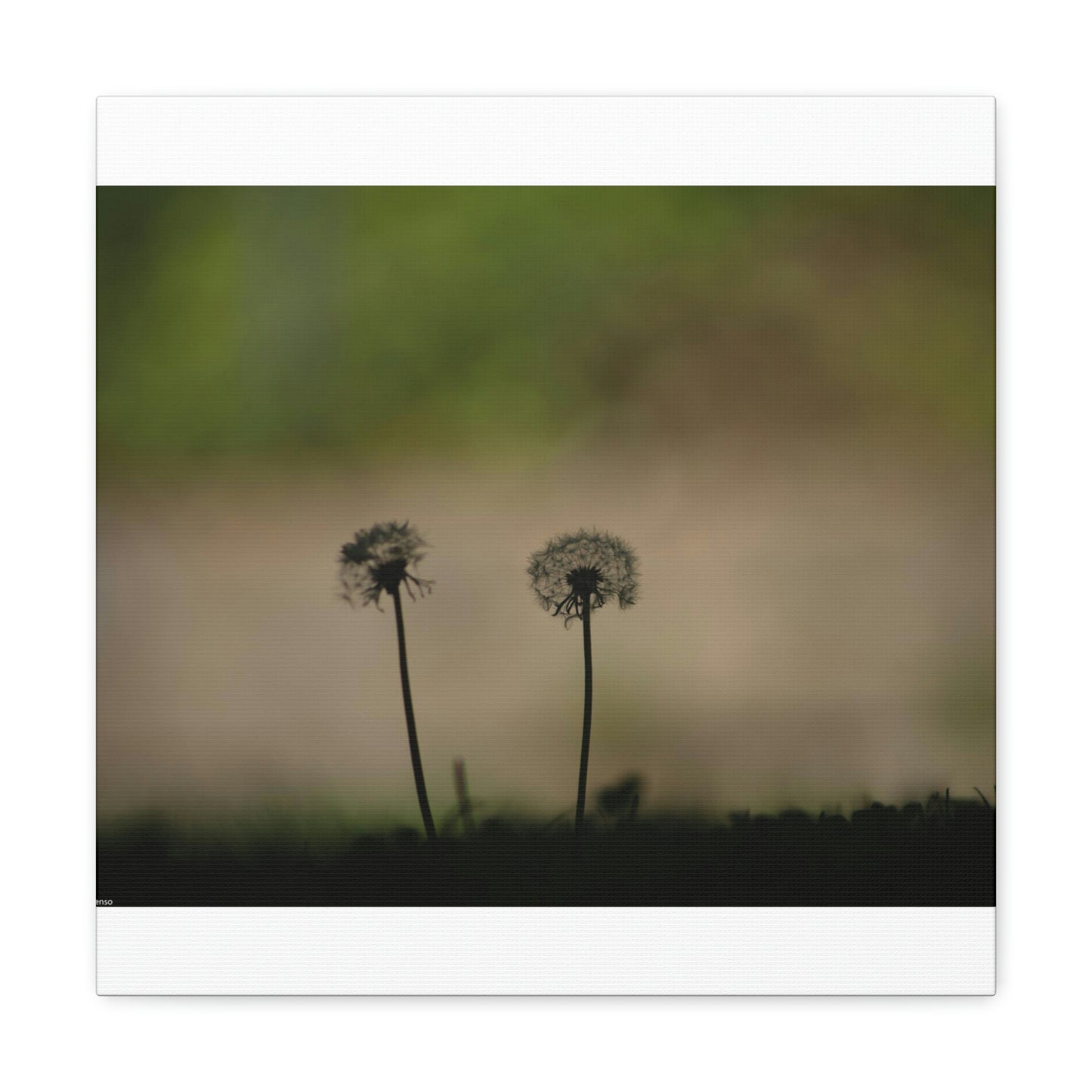 Dandelions Opposing Part 1 Canvas