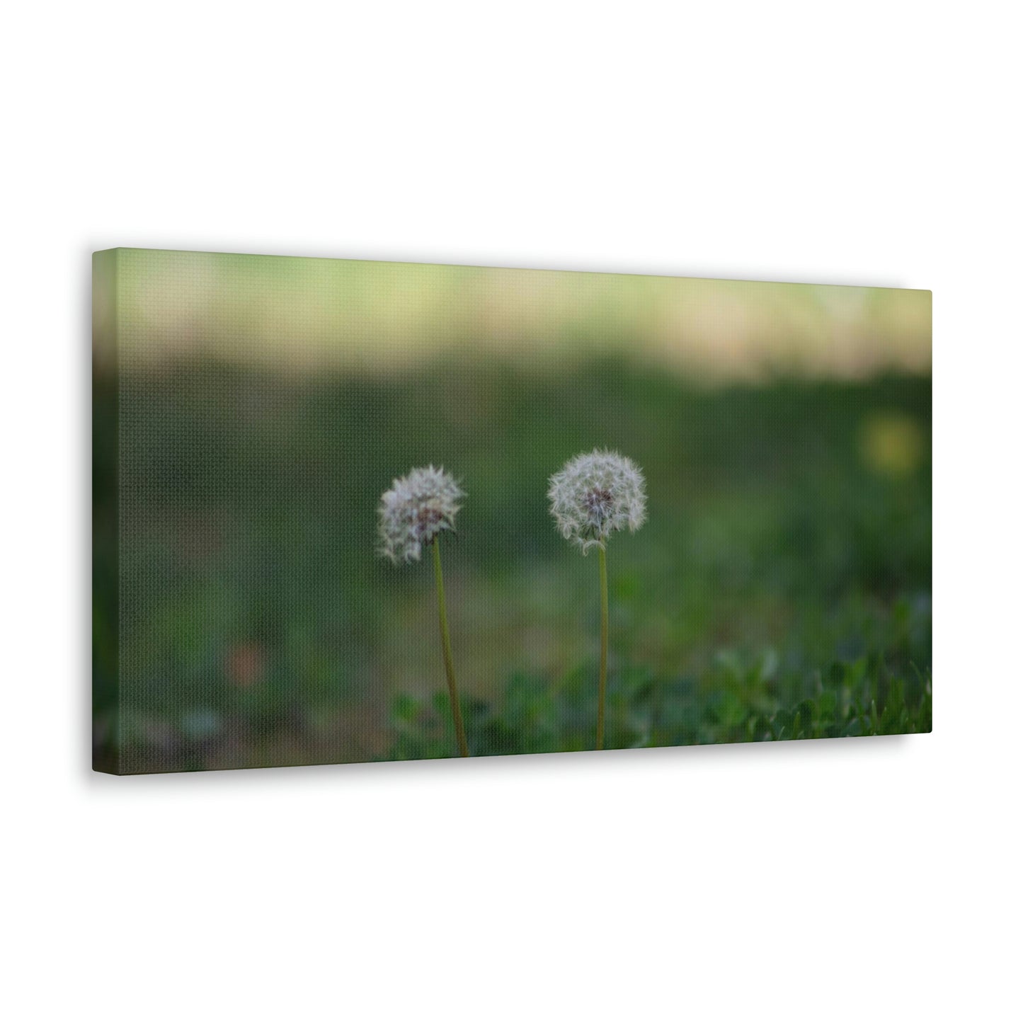 Dandelions Opposing Part 2 Canvas