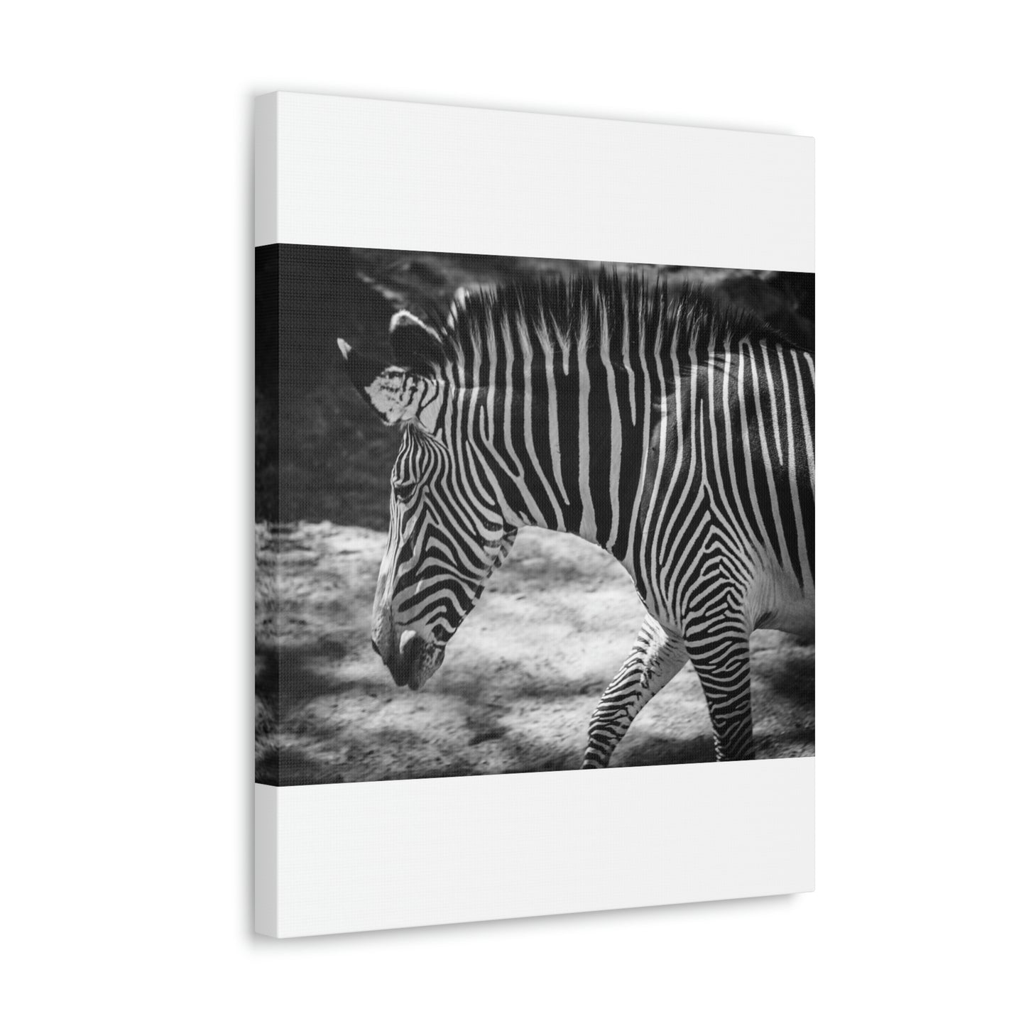 Zebra Bowing Canvas