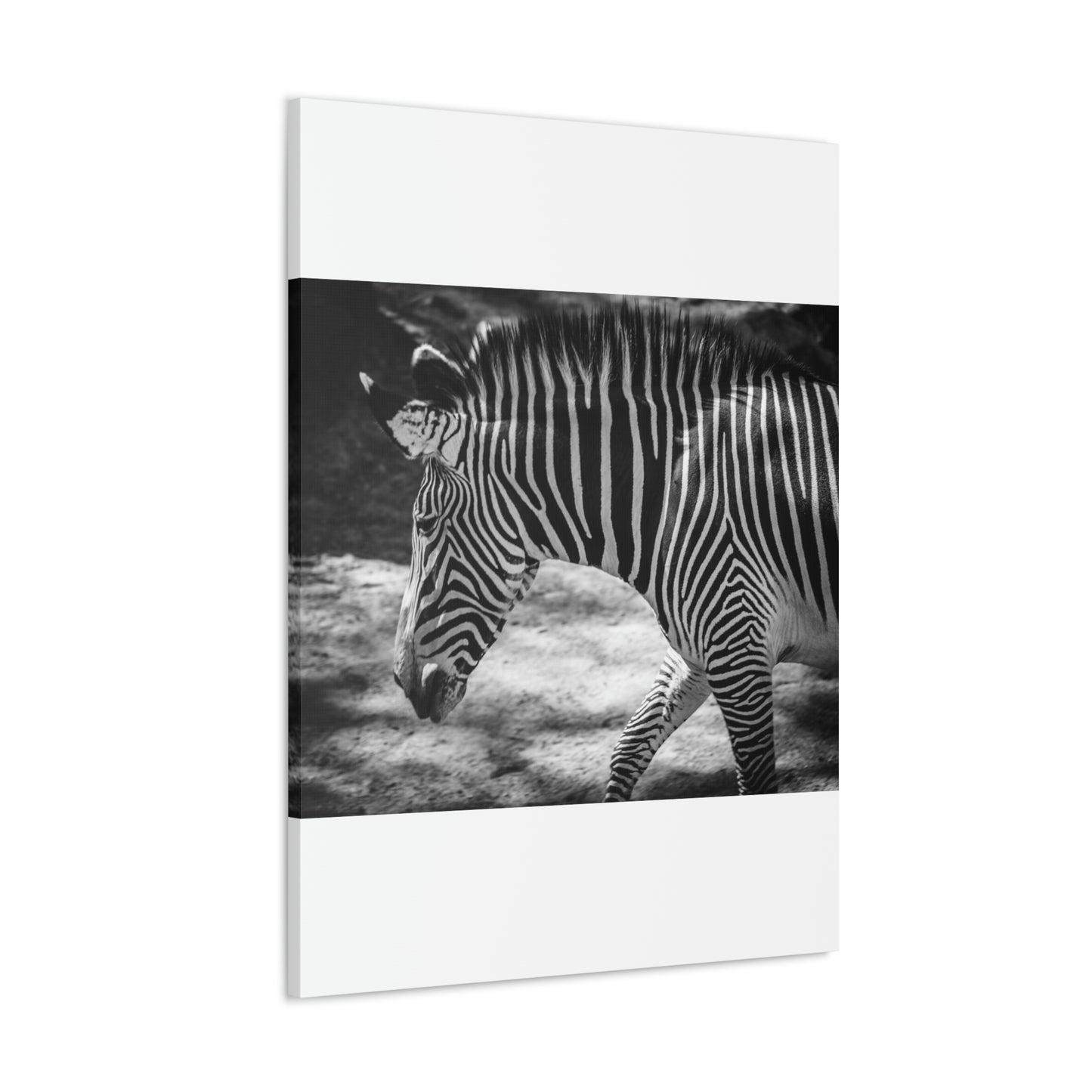 Zebra Bowing Canvas