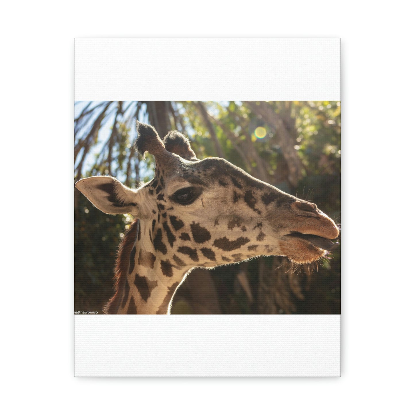 Smiling Giraffe Canvas