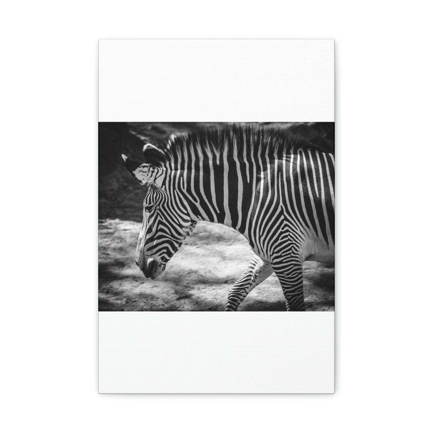 Zebra Bowing Canvas