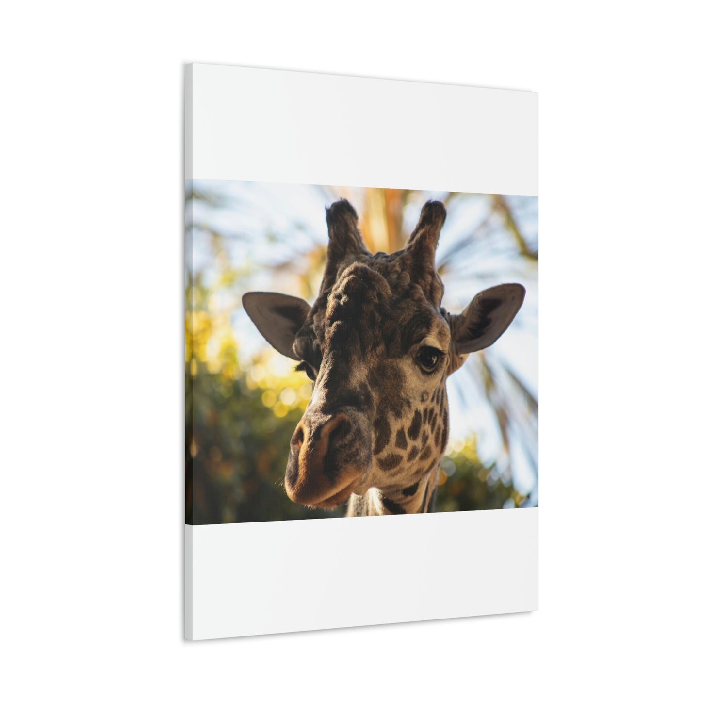 The Giraffe Says Hello Canvas