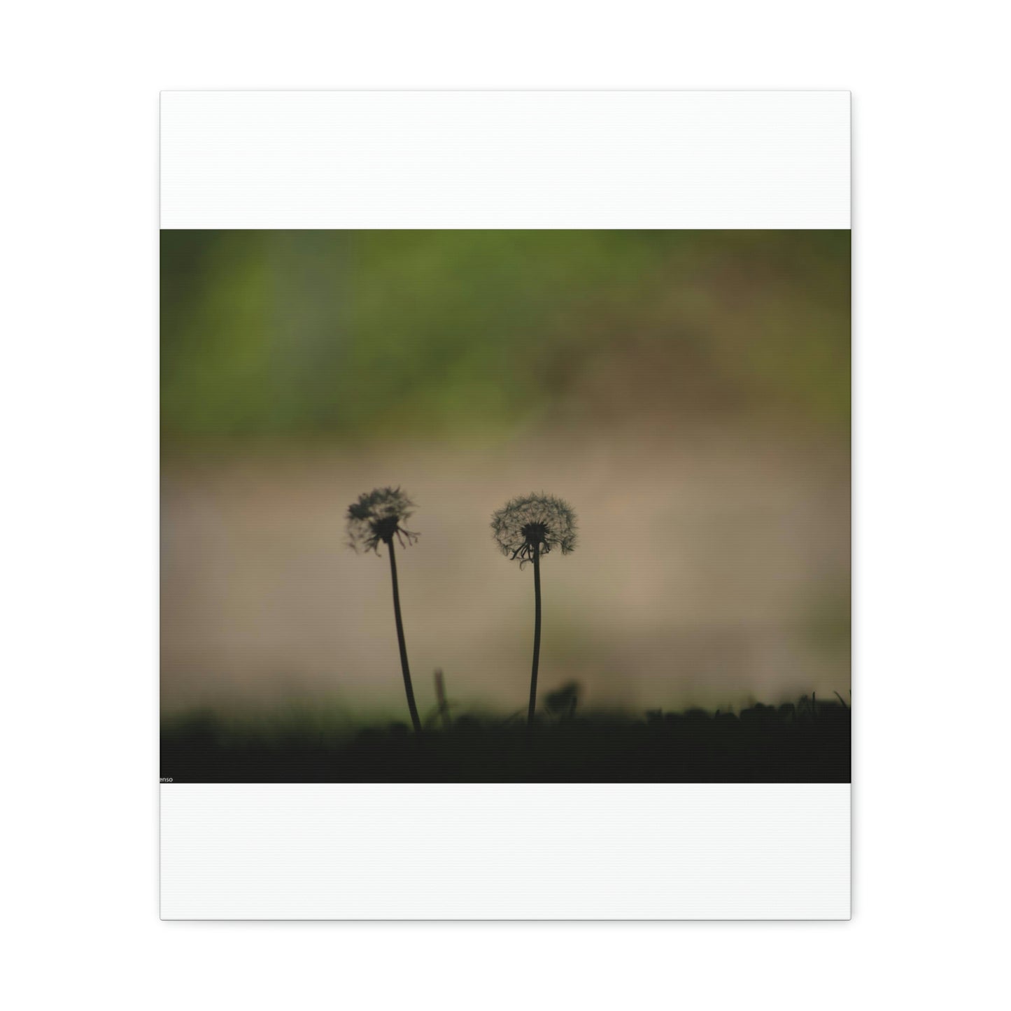 Dandelions Opposing Part 1 Canvas