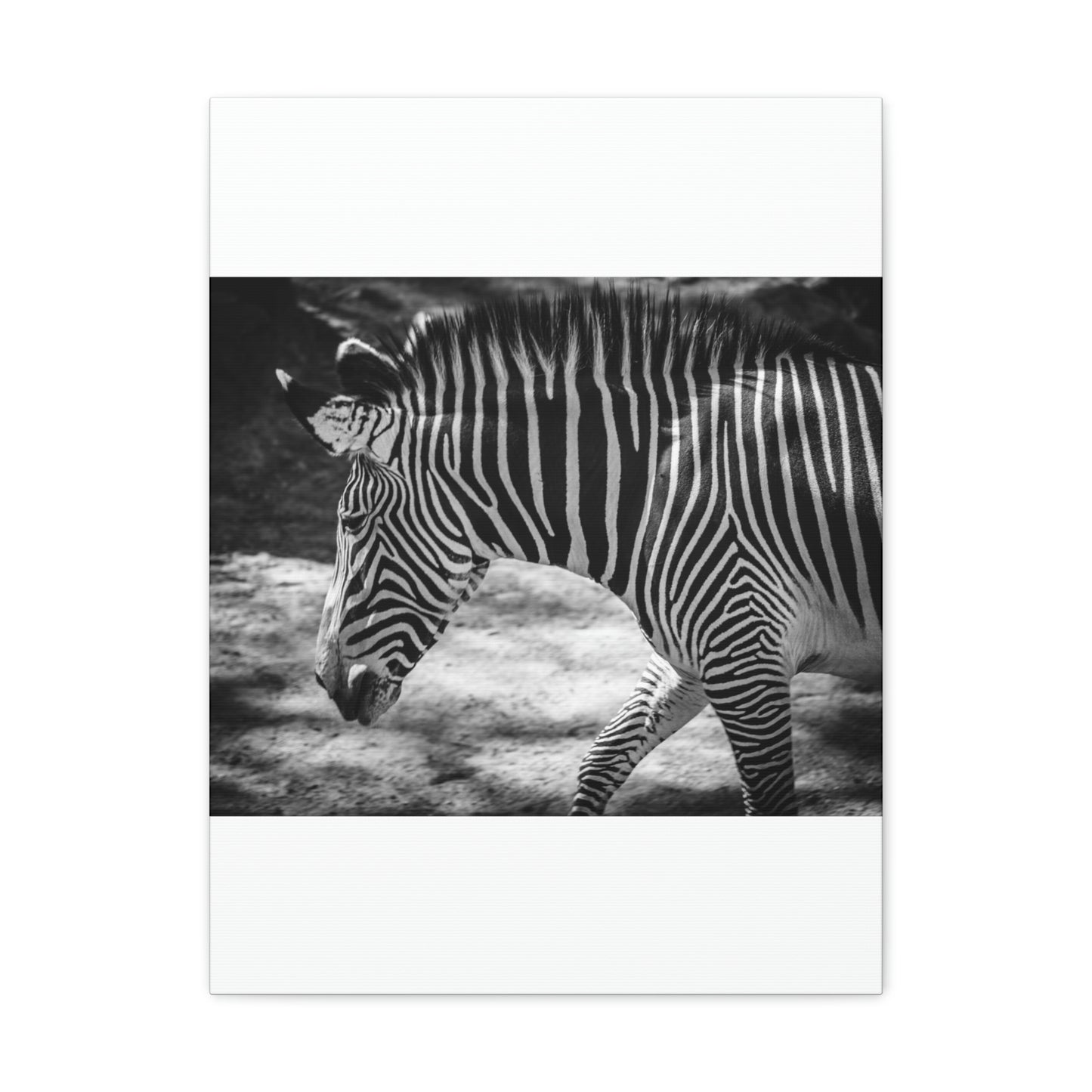 Zebra Bowing Canvas