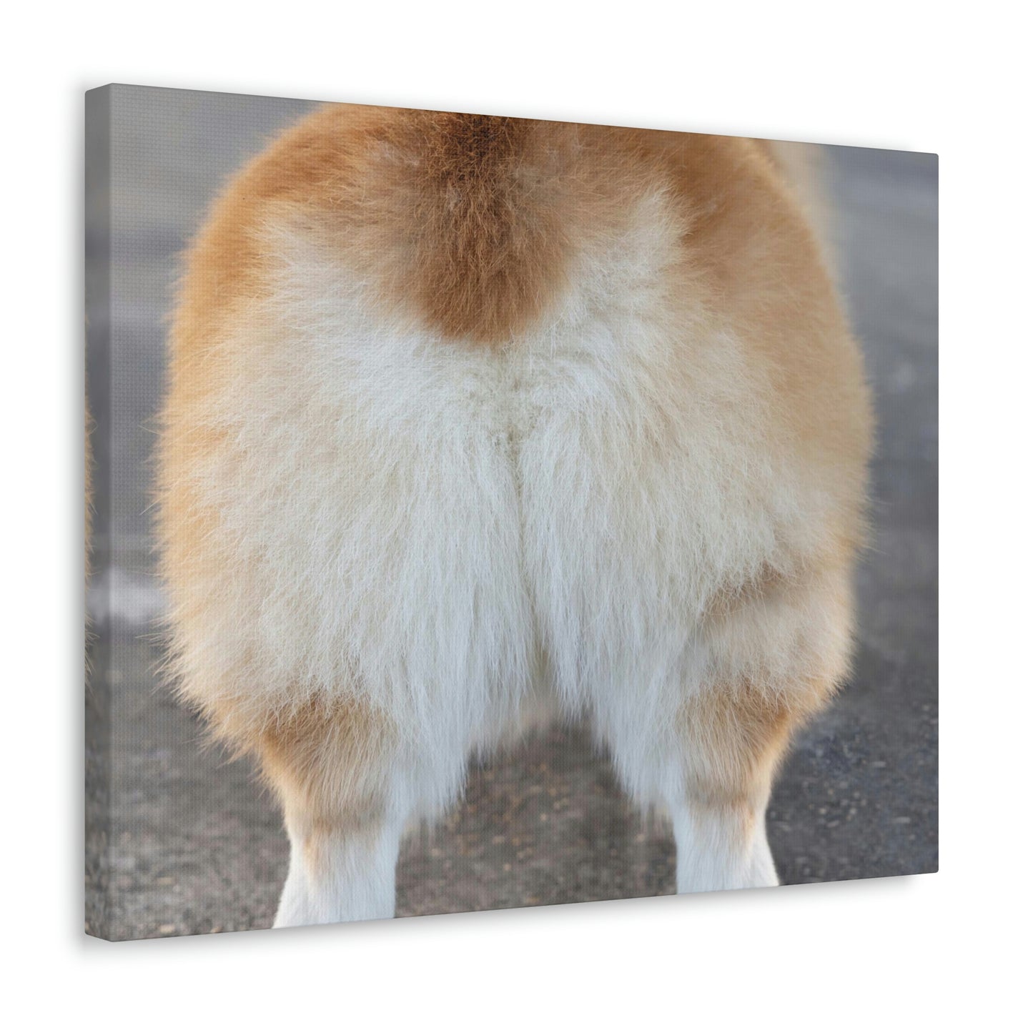 Corgi Butt Canvas