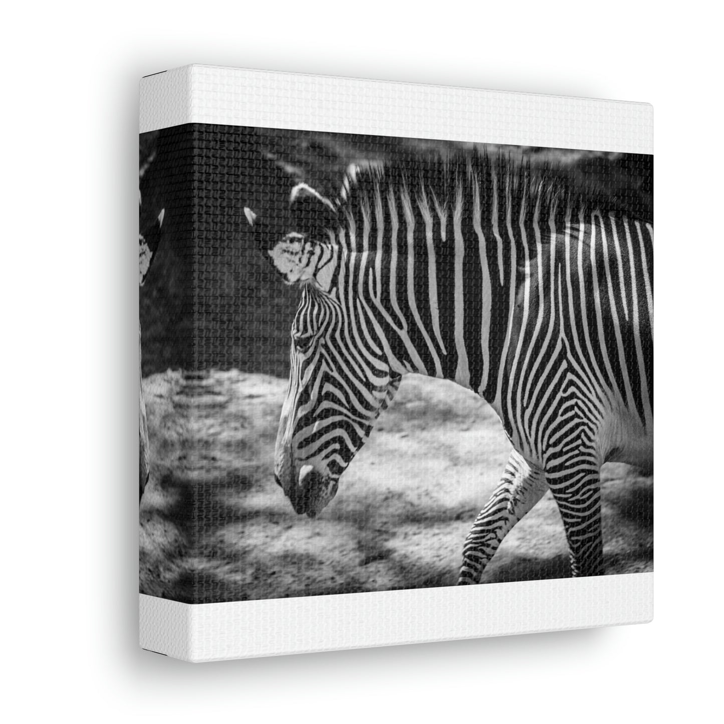 Zebra Bowing Canvas