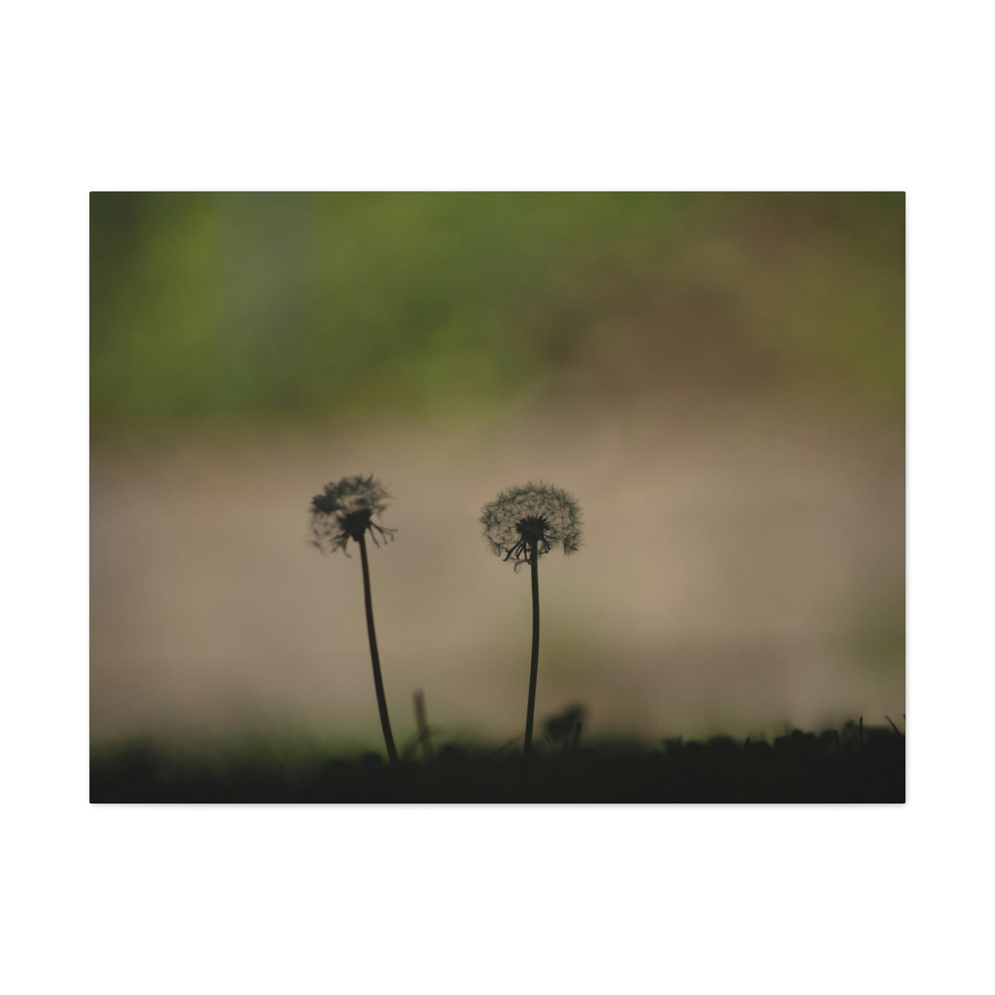 Dandelions Opposing Part 1 Canvas