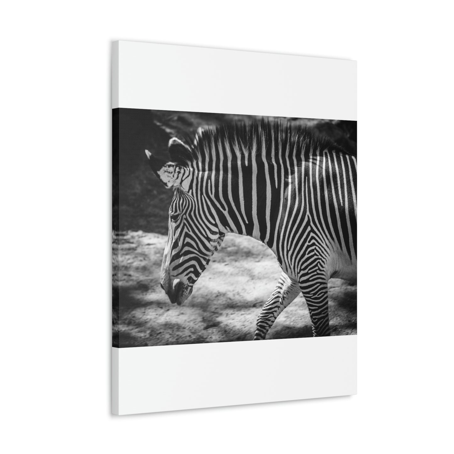 Zebra Bowing Canvas