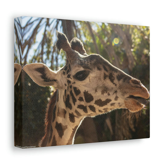 Smiling Giraffe Canvas