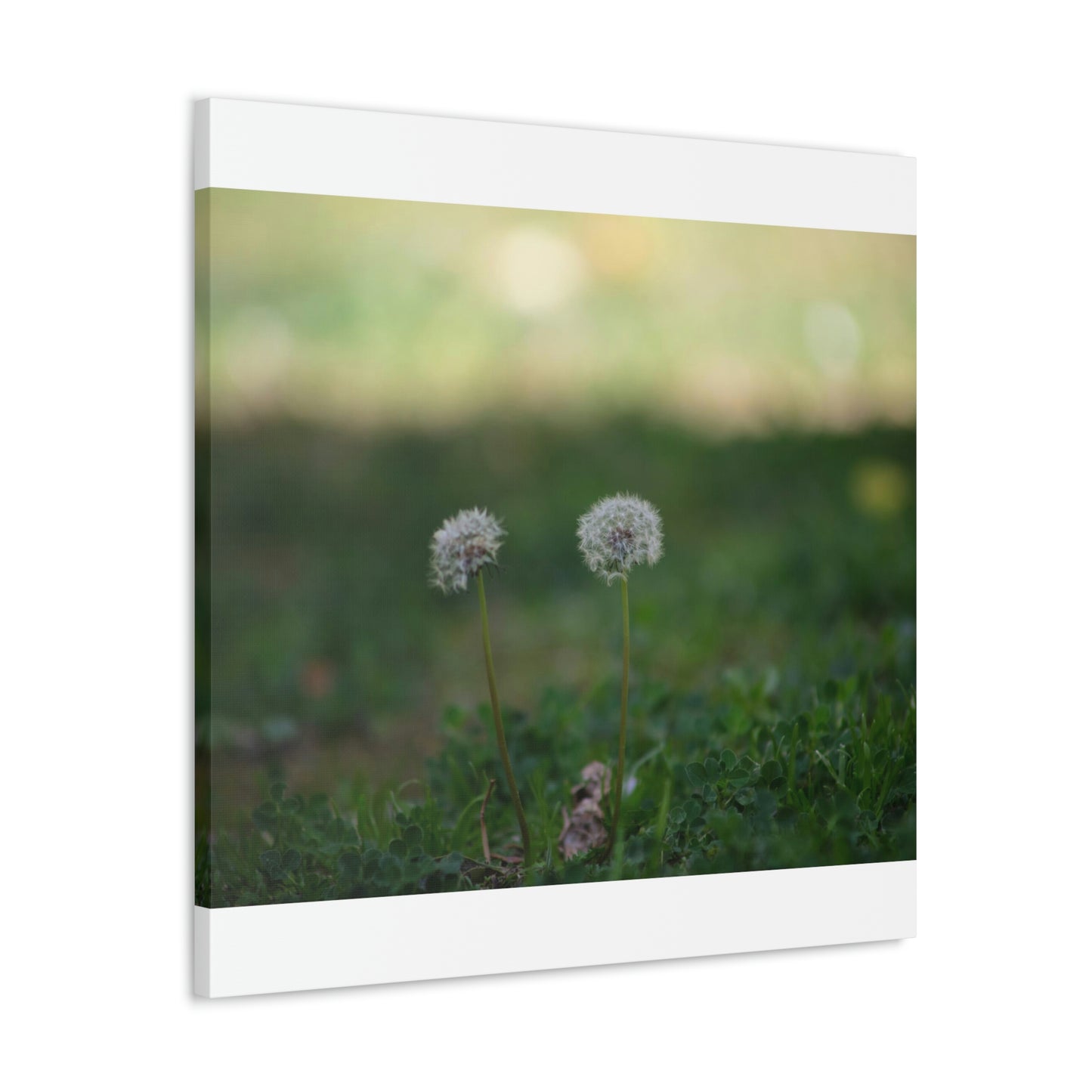 Dandelions Opposing Part 2 Canvas