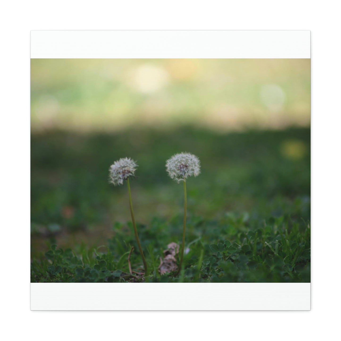 Dandelions Opposing Part 2 Canvas