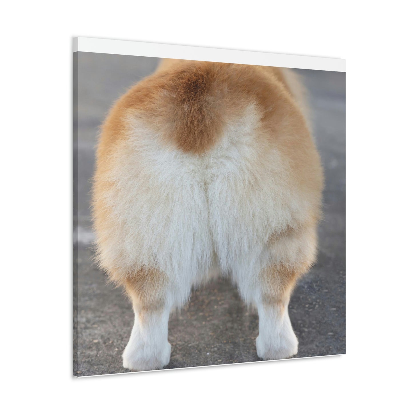 Corgi Butt Canvas