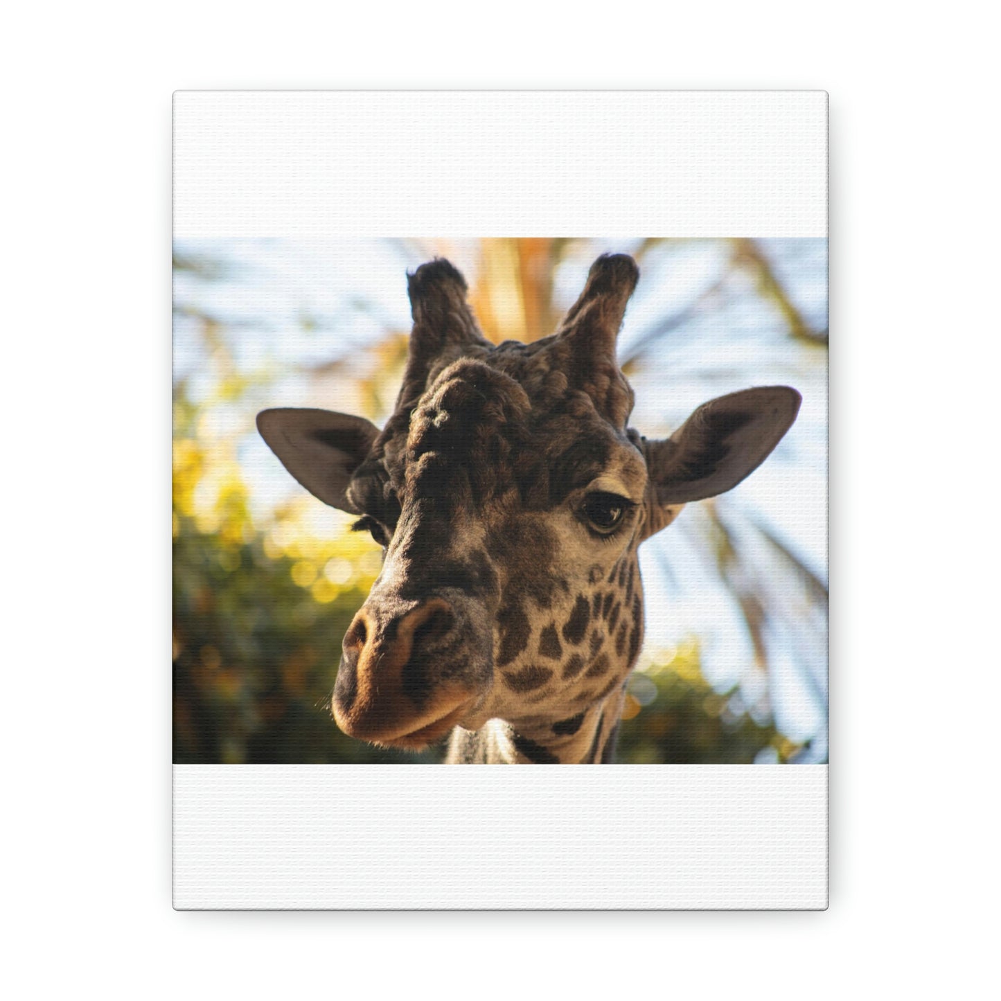 The Giraffe Says Hello Canvas