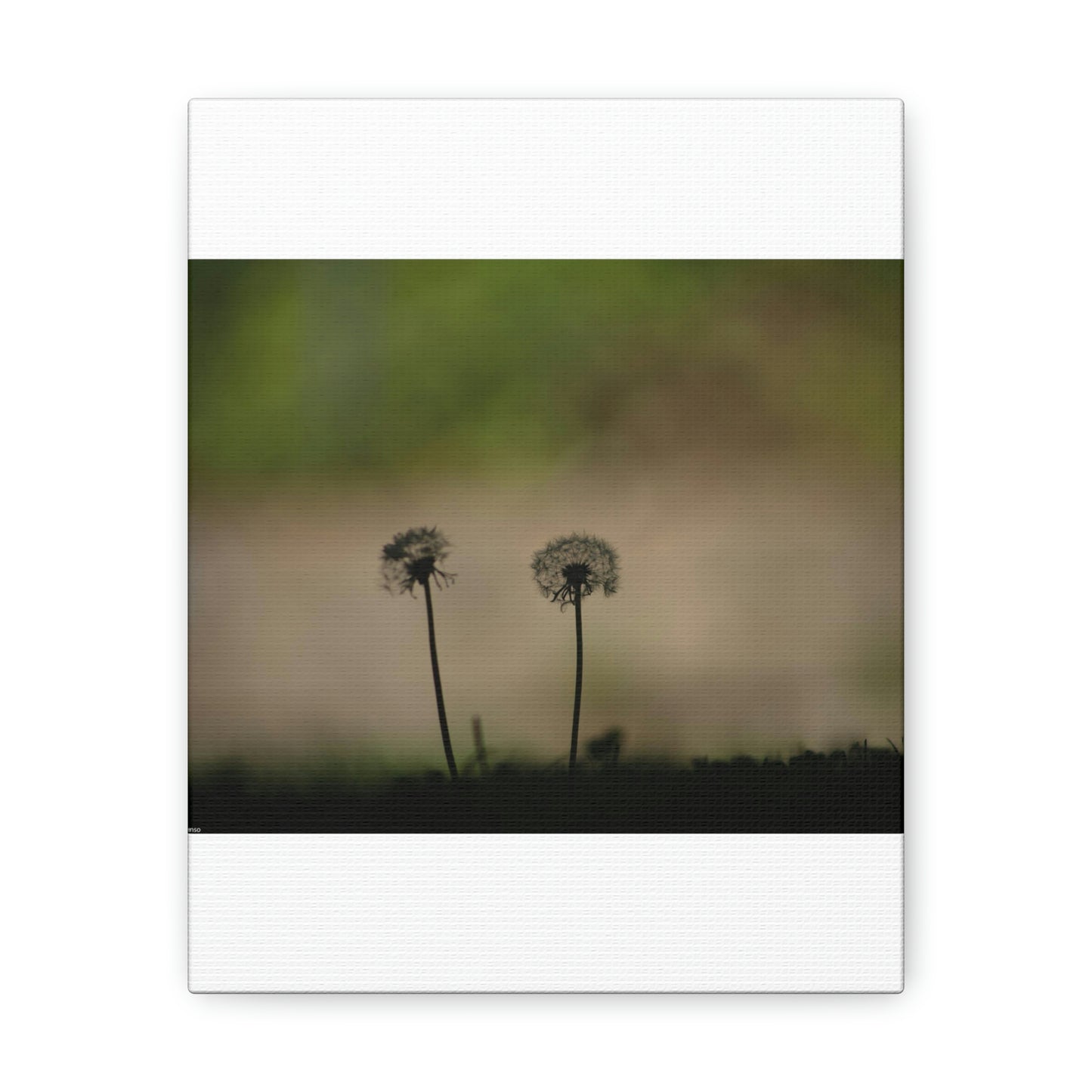 Dandelions Opposing Part 1 Canvas