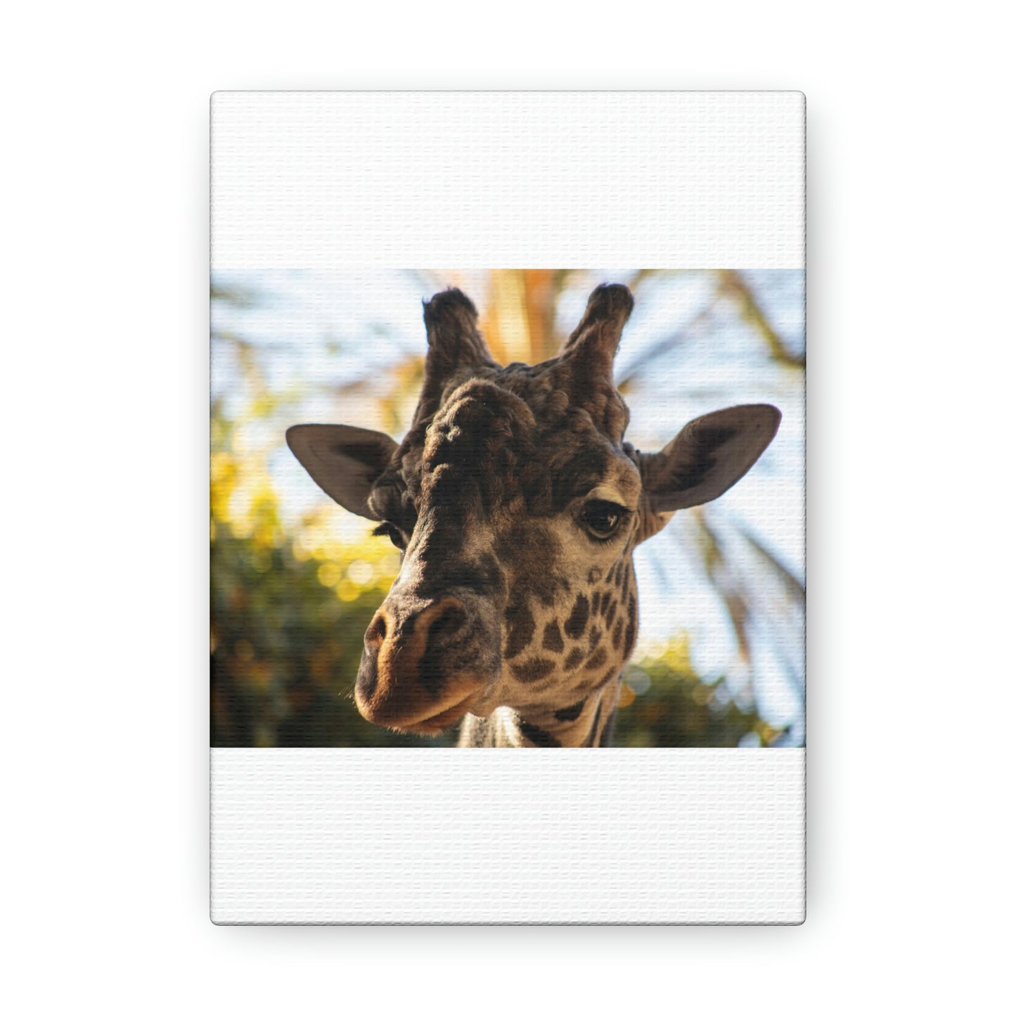 The Giraffe Says Hello Canvas