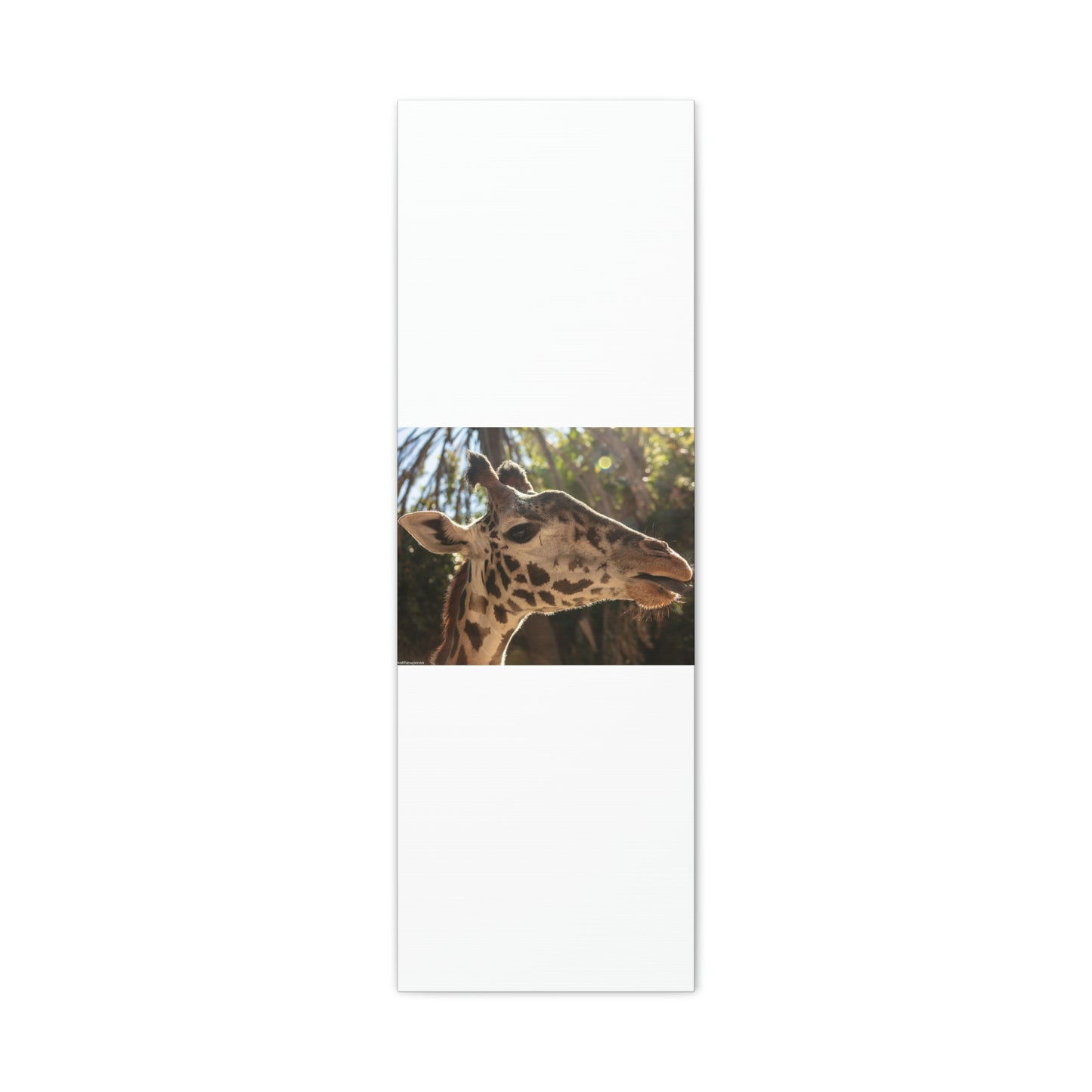 Smiling Giraffe Canvas