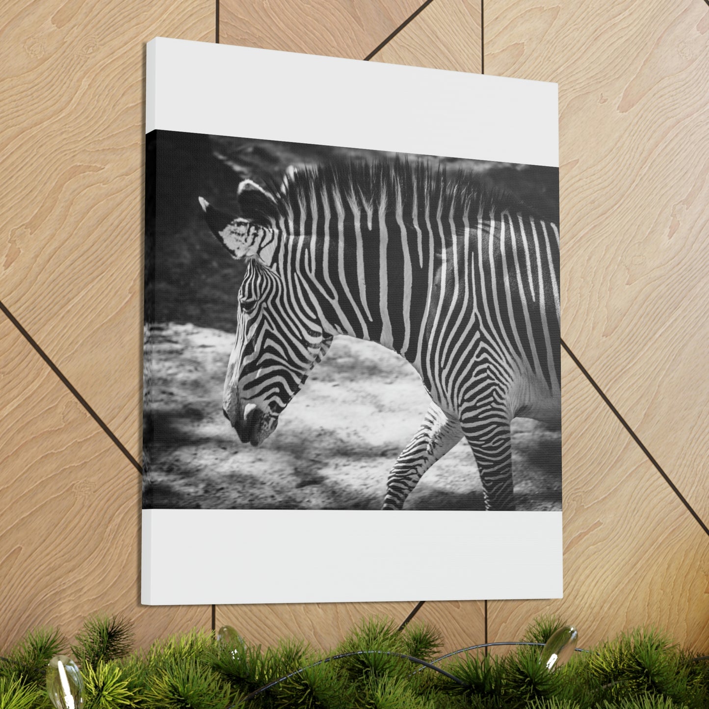 Zebra Bowing Canvas