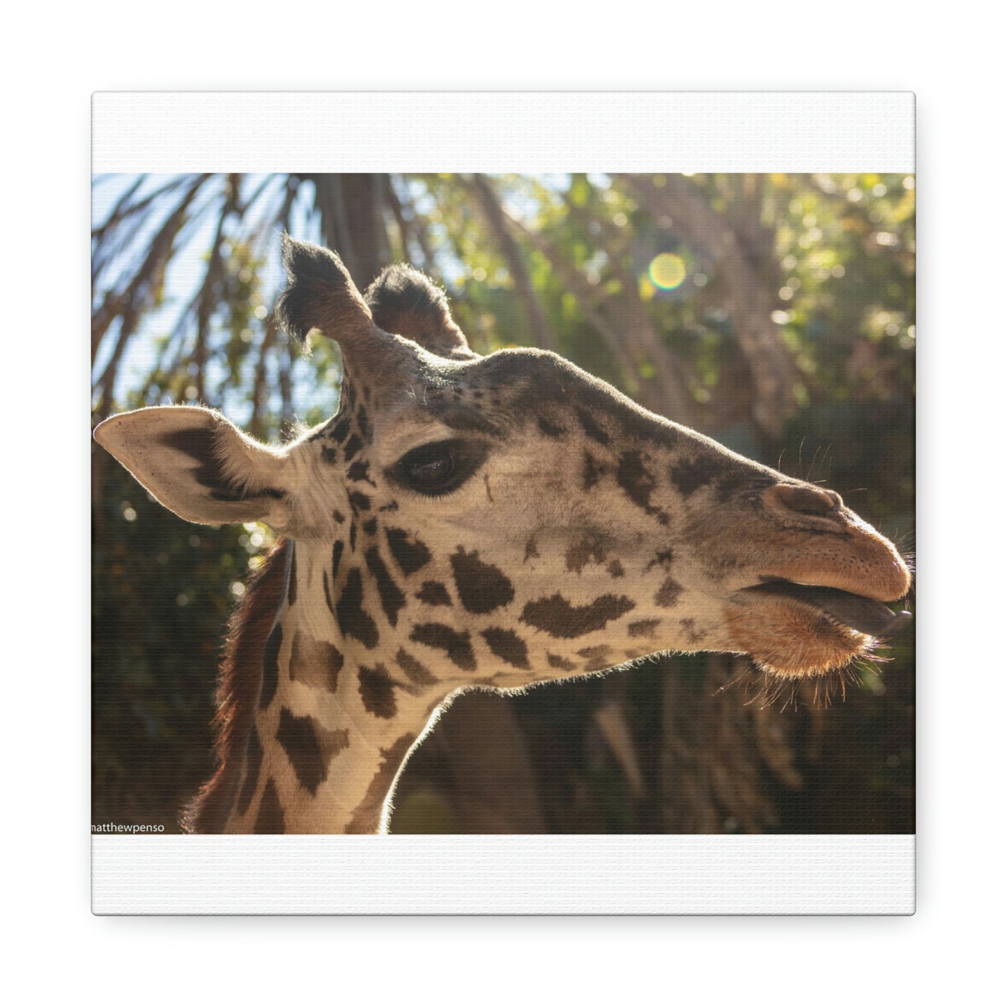 Smiling Giraffe Canvas