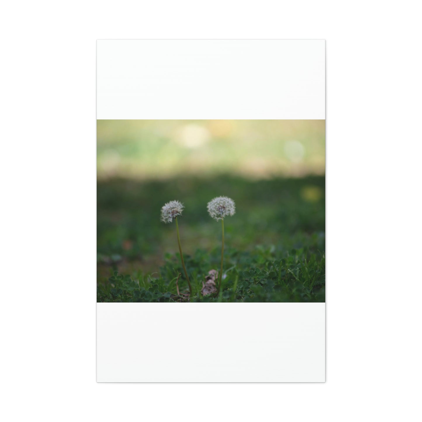 Dandelions Opposing Part 2 Canvas