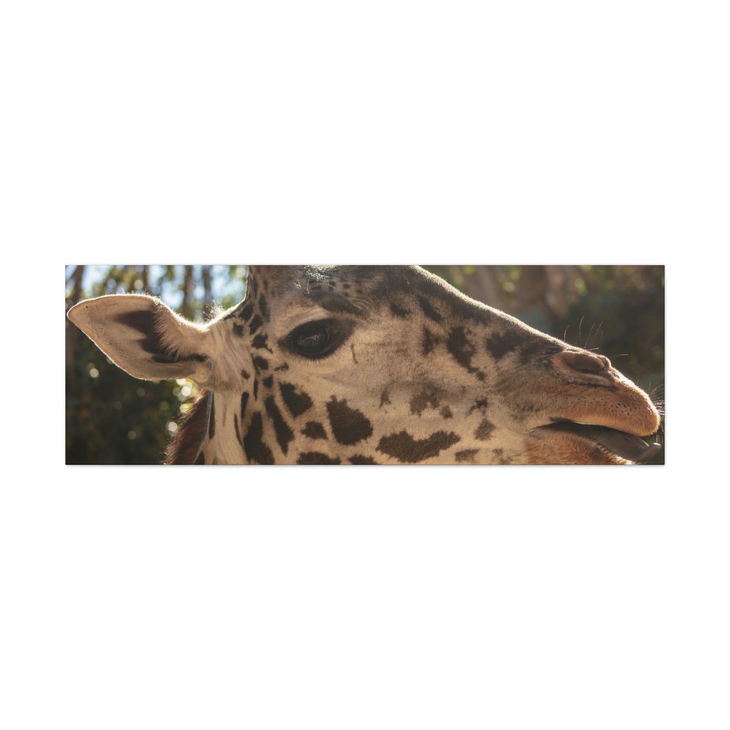 Smiling Giraffe Canvas