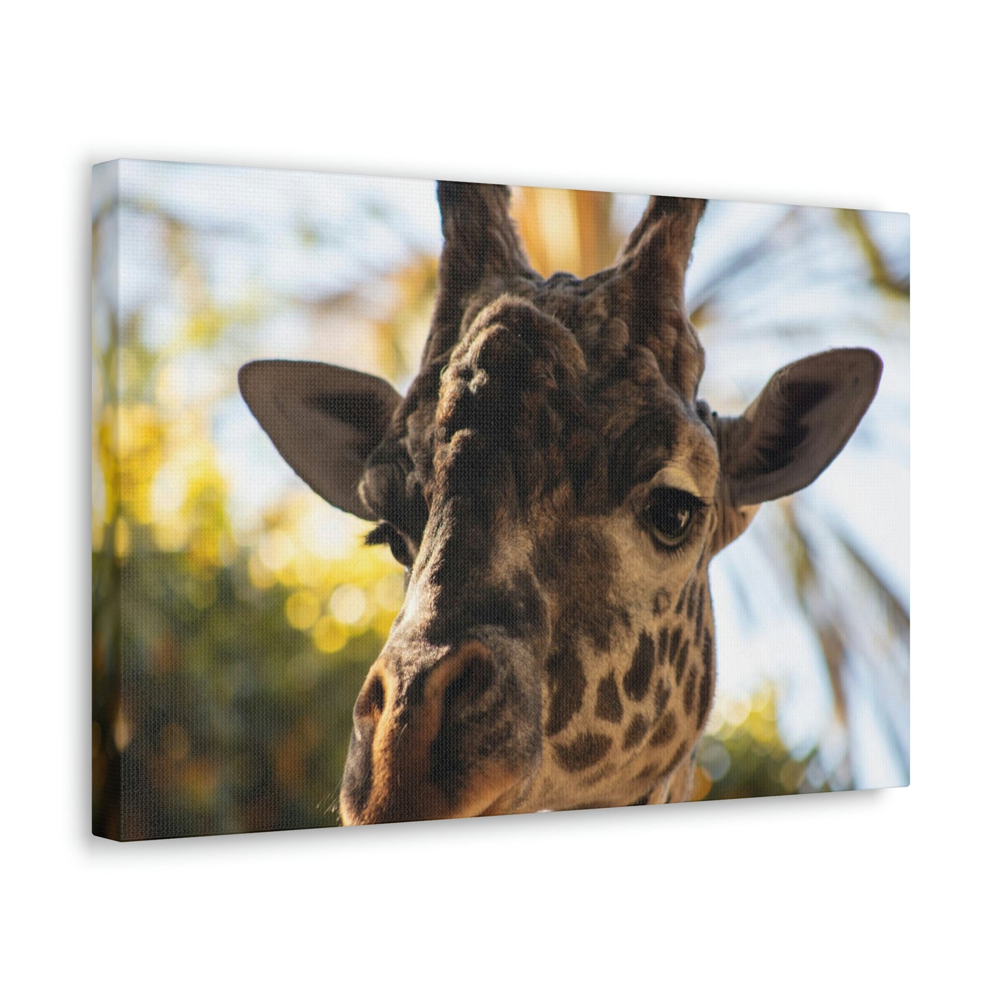 The Giraffe Says Hello Canvas