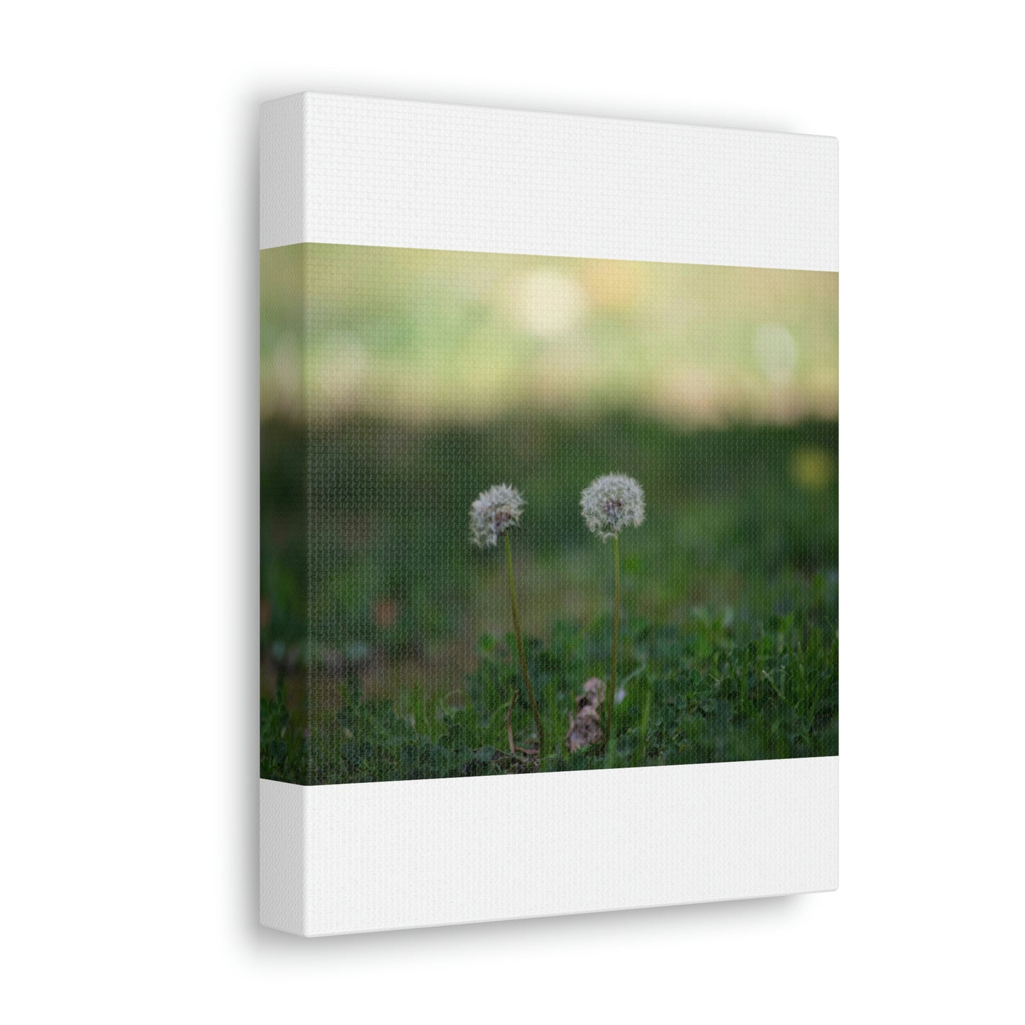 Dandelions Opposing Part 2 Canvas