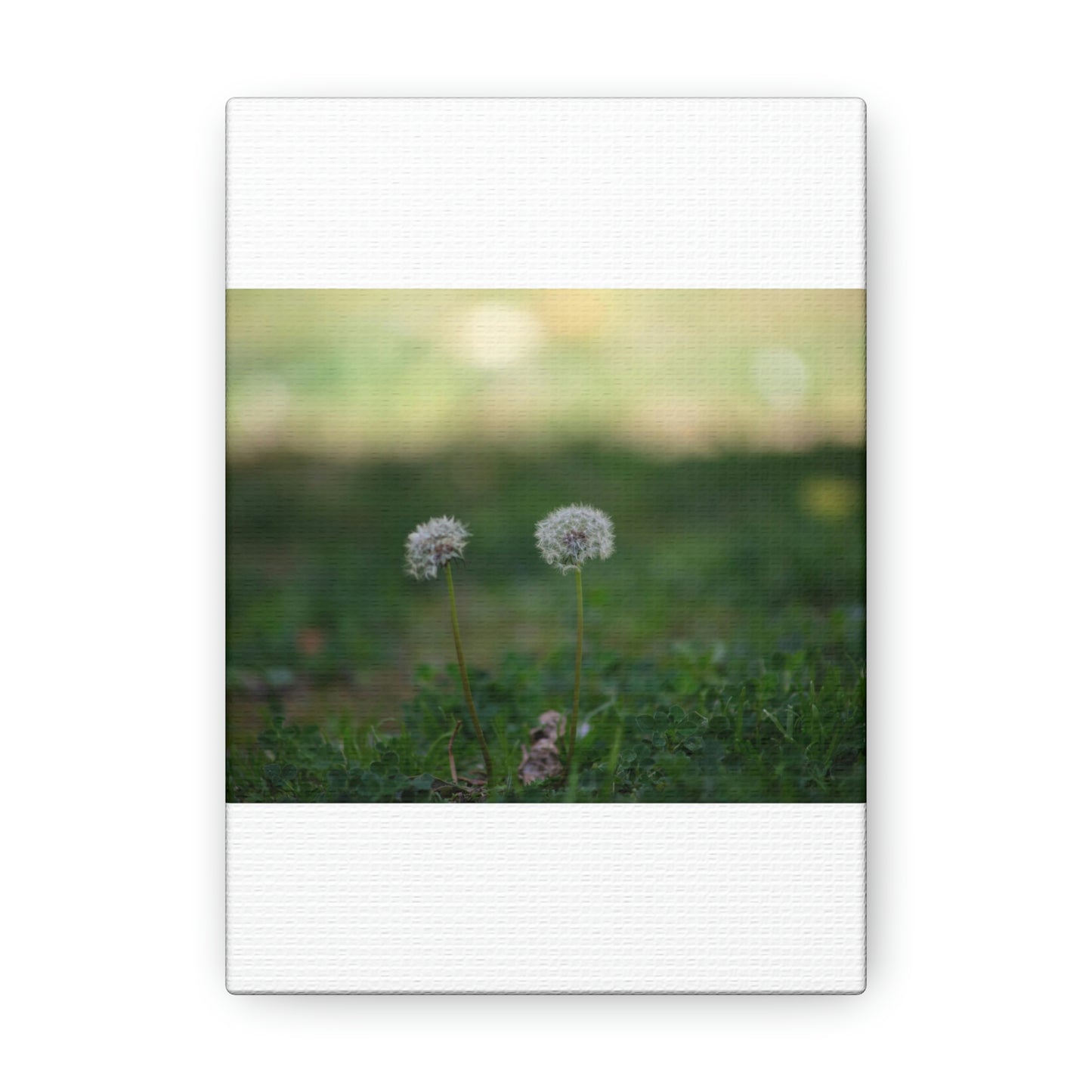 Dandelions Opposing Part 2 Canvas