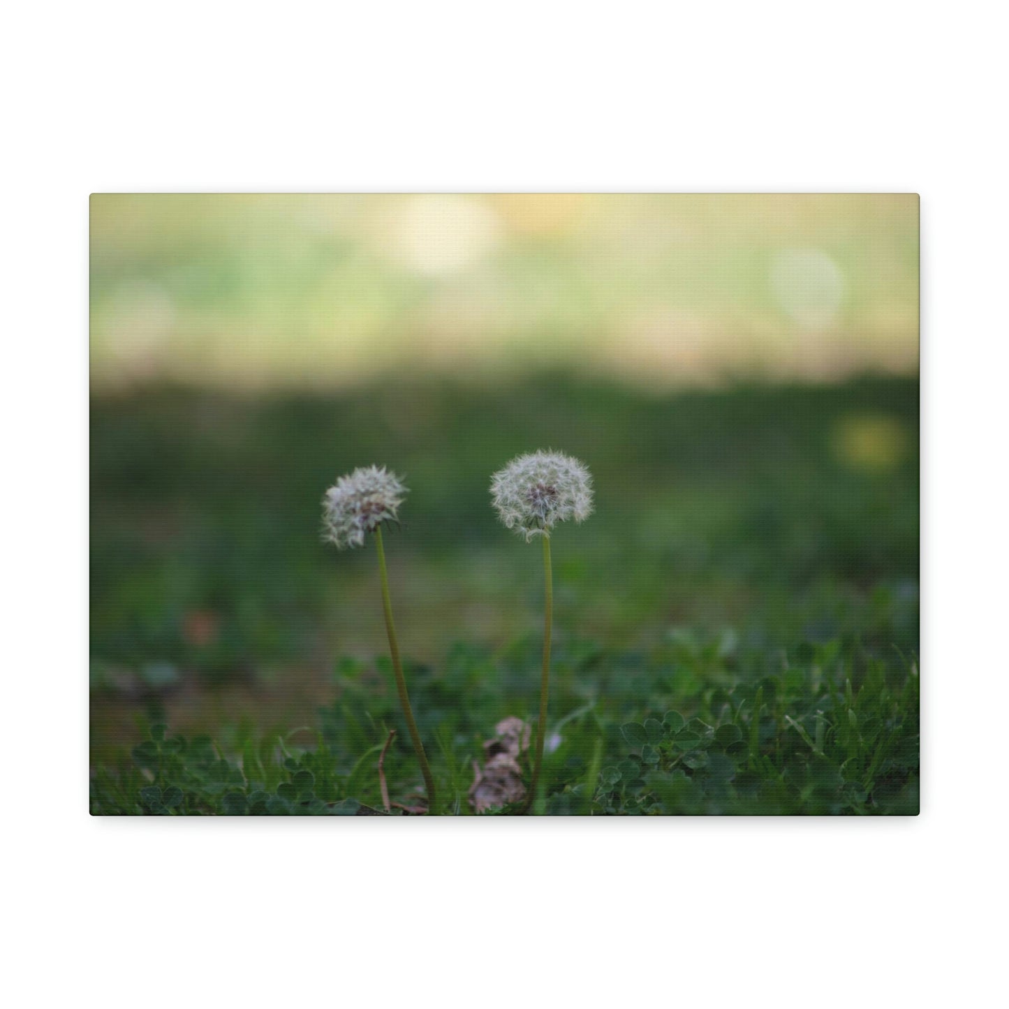 Dandelions Opposing Part 2 Canvas