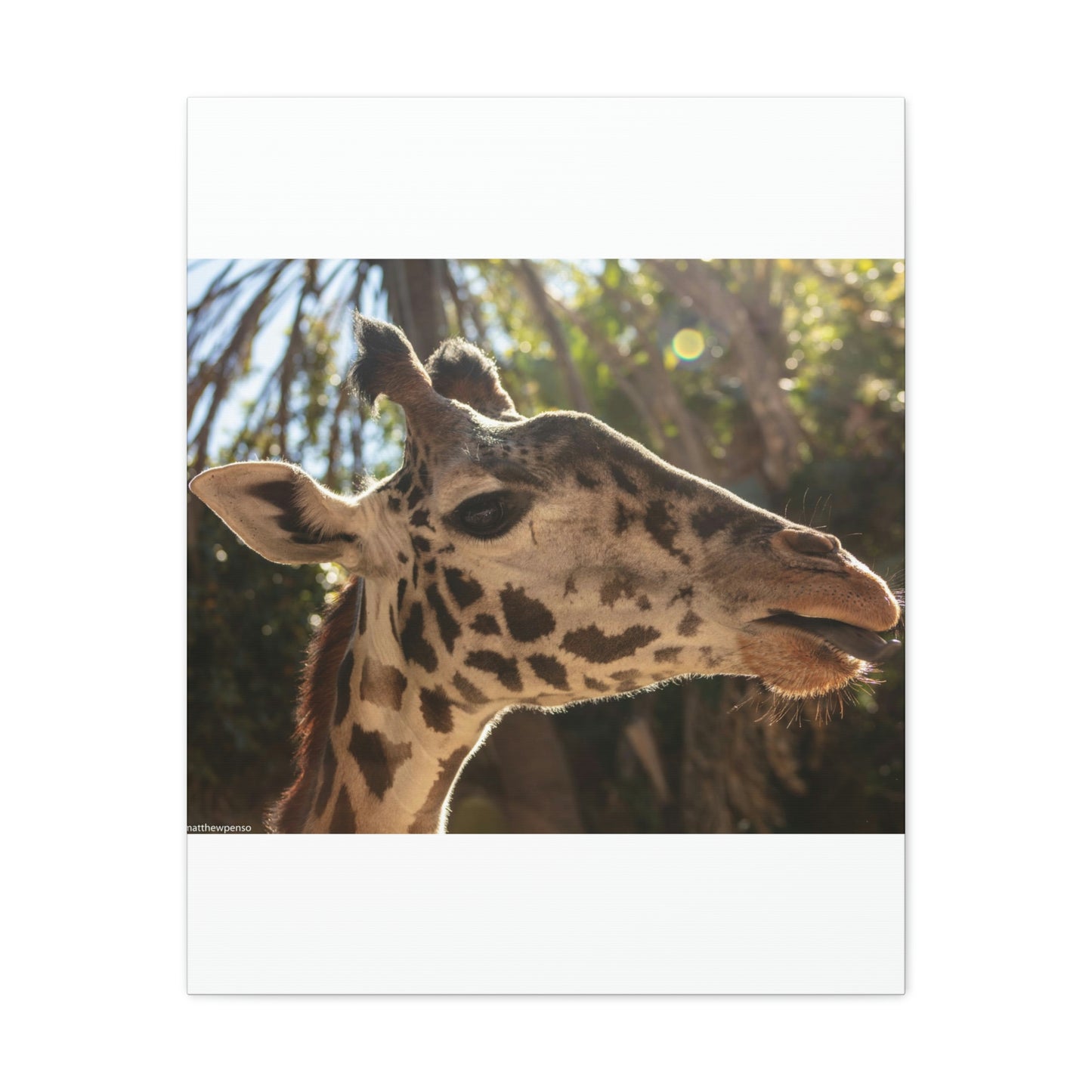 Smiling Giraffe Canvas