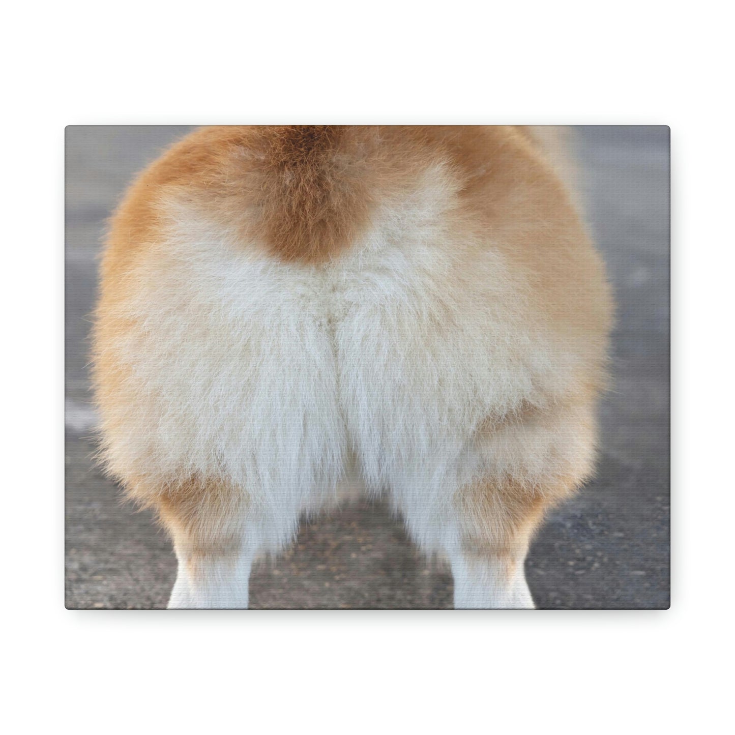 Corgi Butt Canvas